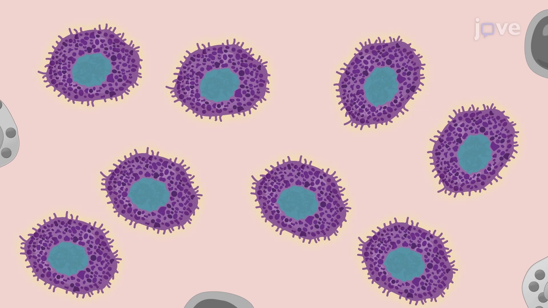 A Technique to Isolate Primary Mast Cells from a Murine Peritoneal Cavity