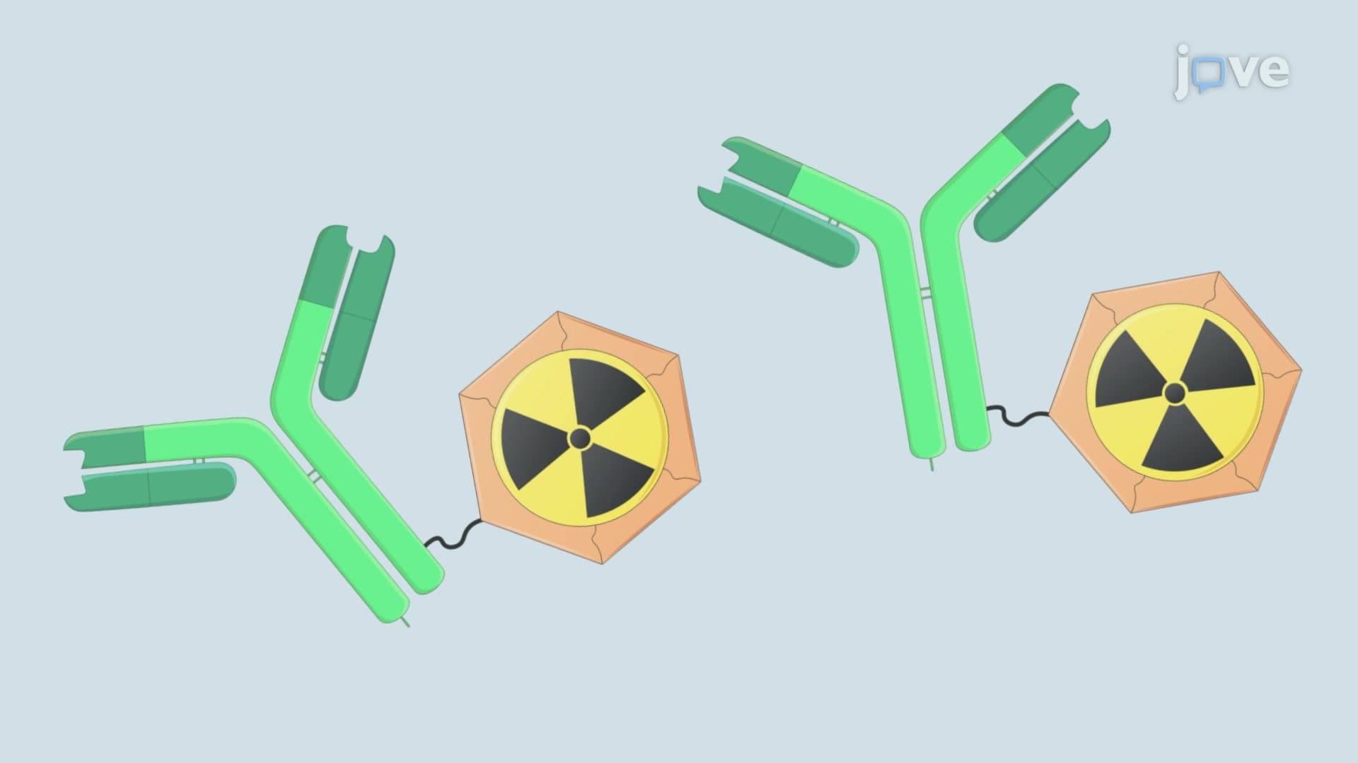 Labeling Murine T Helper Lymphocytes using Radiolabeled Monoclonal Antibodies