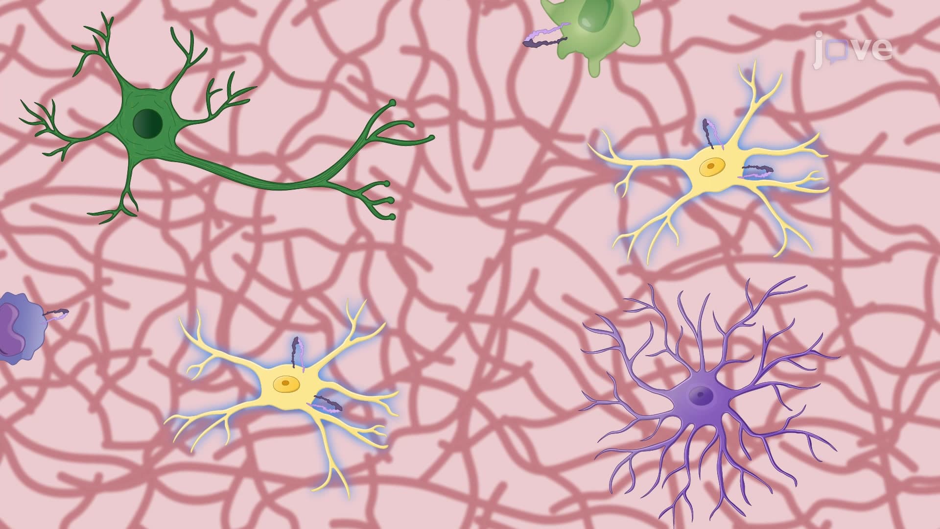 Magnetic Isolation of Microglia from Mouse Pup Brains
