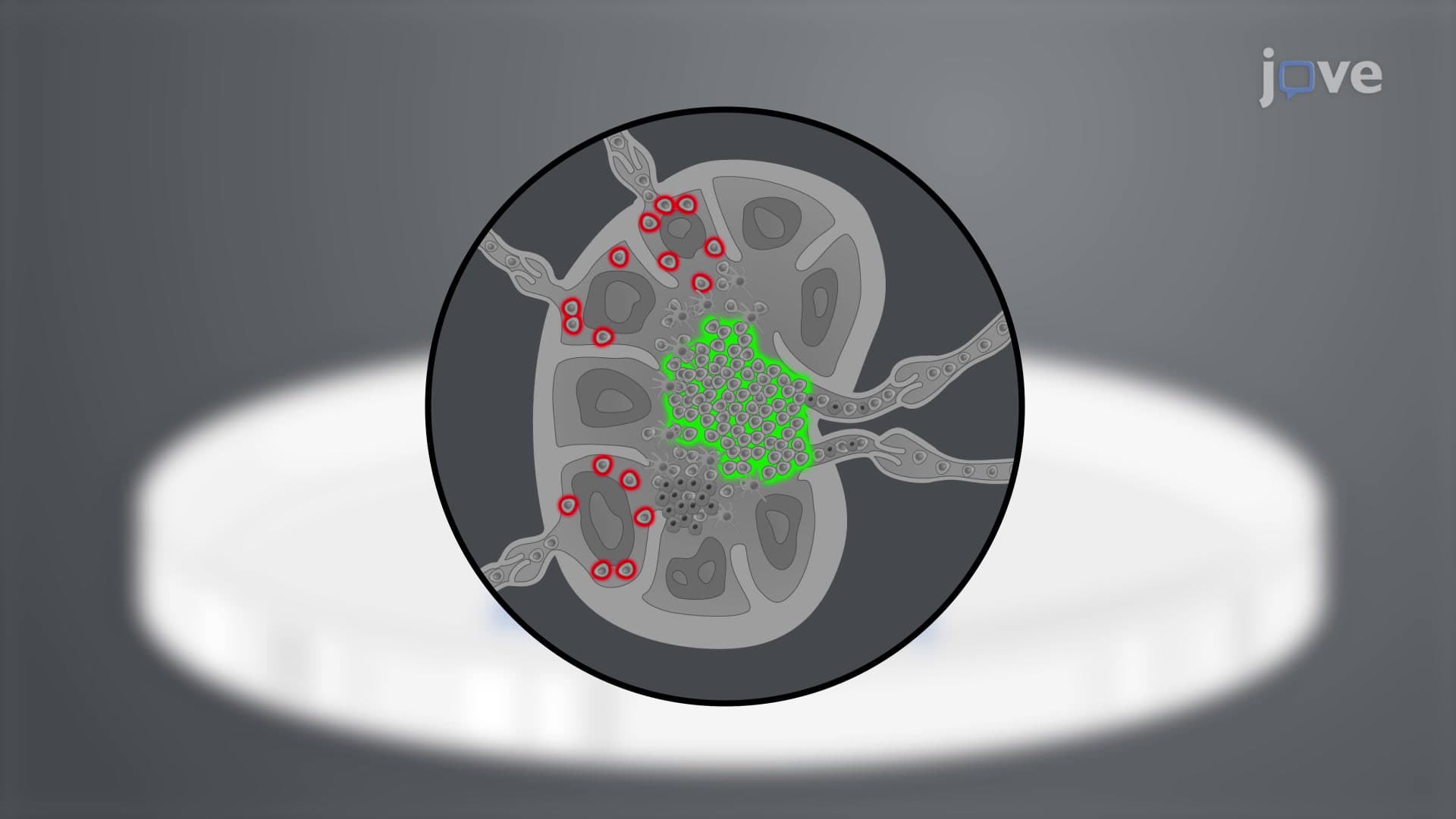 A Dissection Method to Harvest Murine Popliteal Draining Lymph Nodes for Ex Vivo Imaging