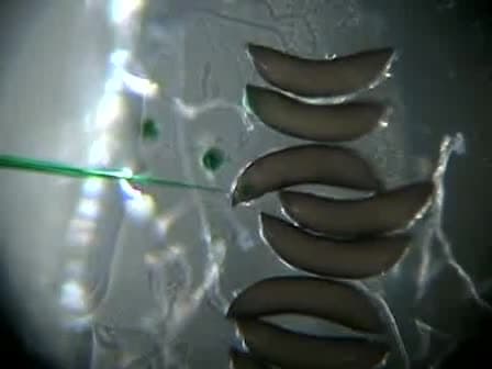 Injection of An. stephensi Embryos to Generate Malaria-resistant Mosquitoes