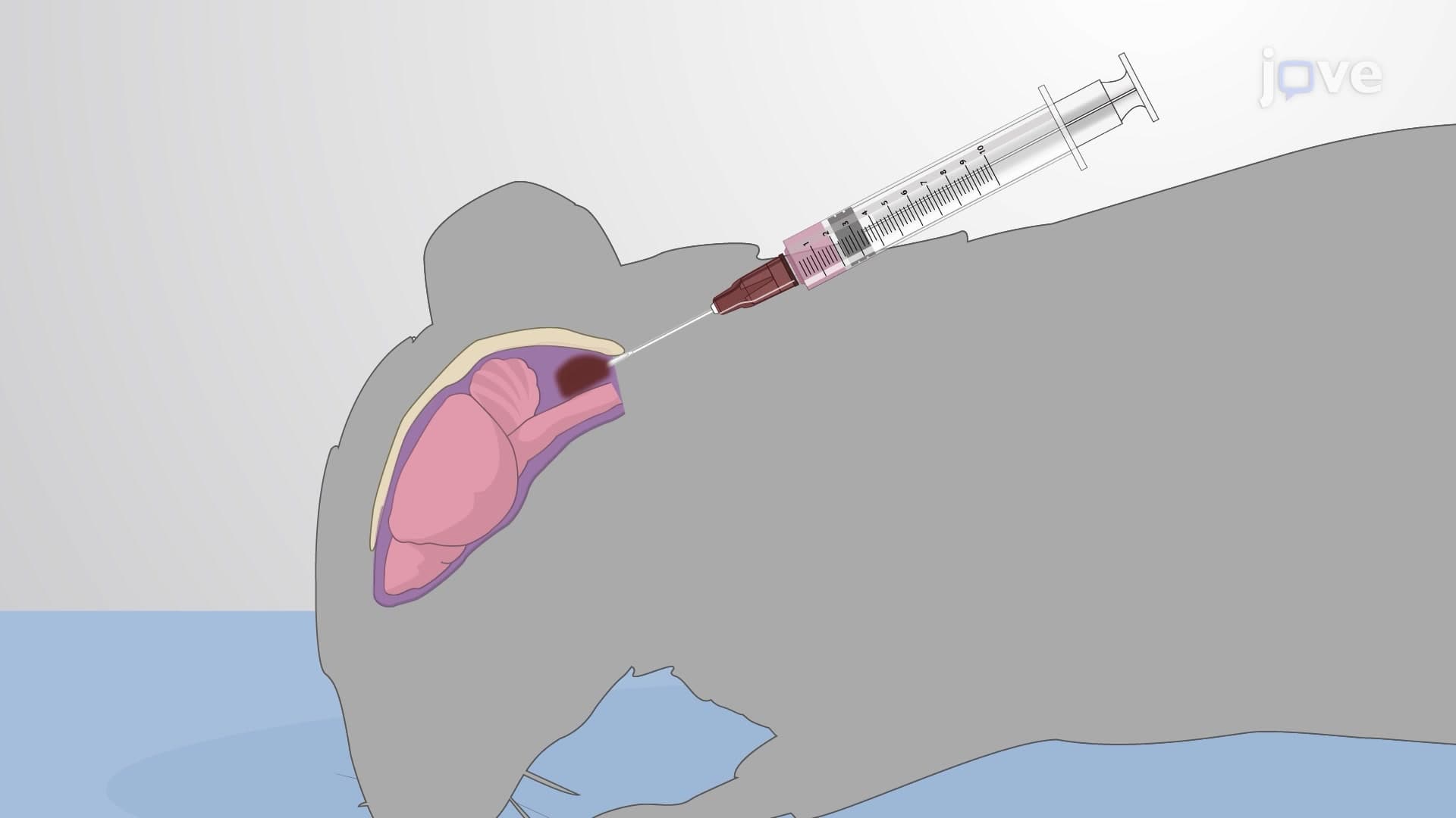 Intracisternal Delivery of Meningococci into Mouse Models to Induce Meningococcal Meningitis