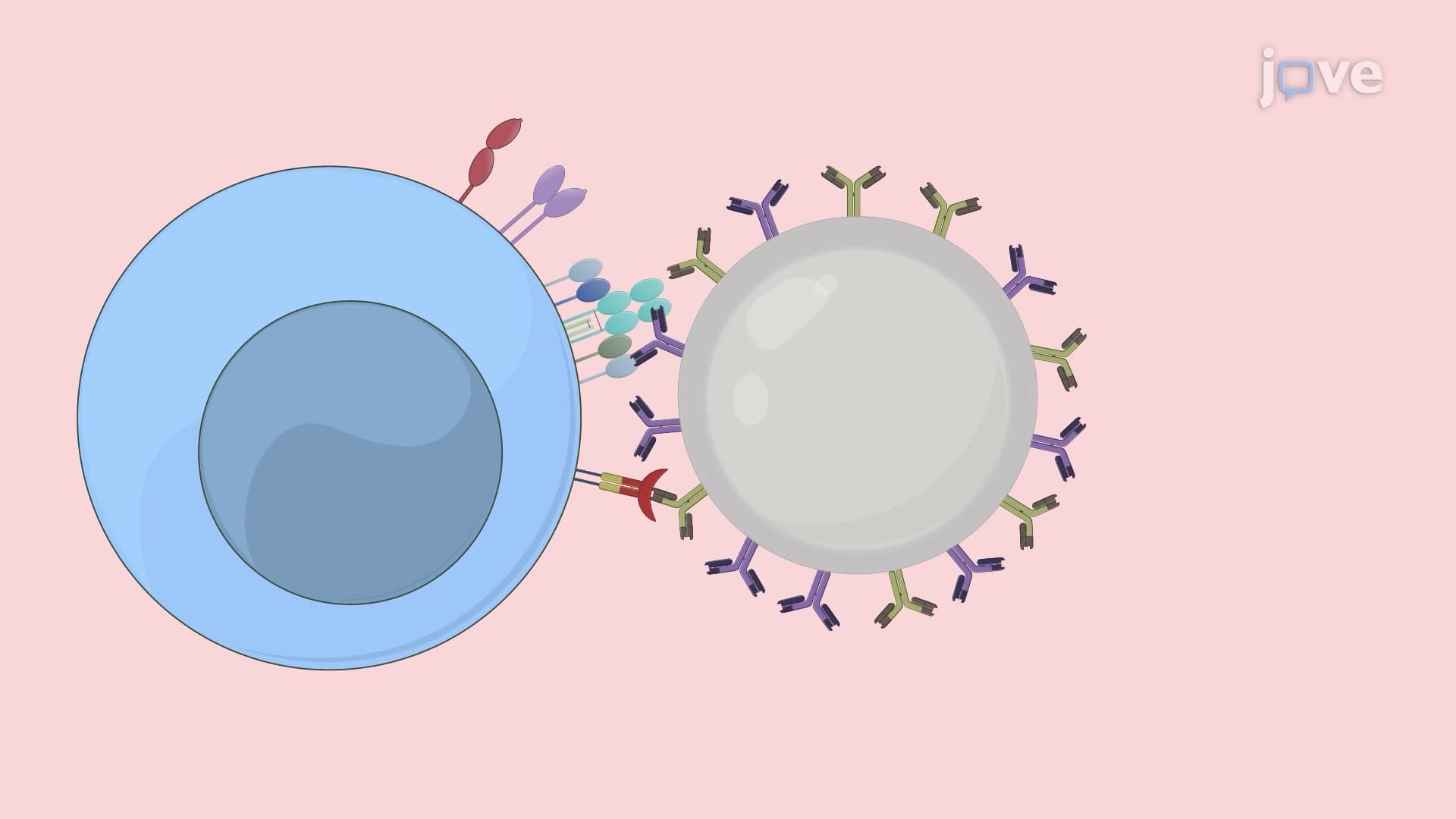 Identifying Kinase Inhibitors that Modulate the Thymocyte Response to Strong TCR Signals