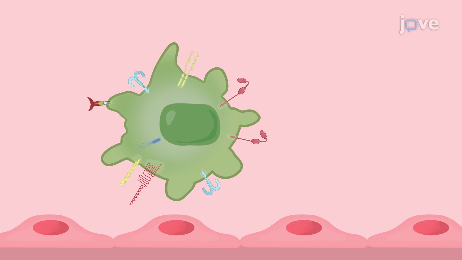 Activation of Mouse Bone Marrow-Derived Macrophages in Response to Antibodies