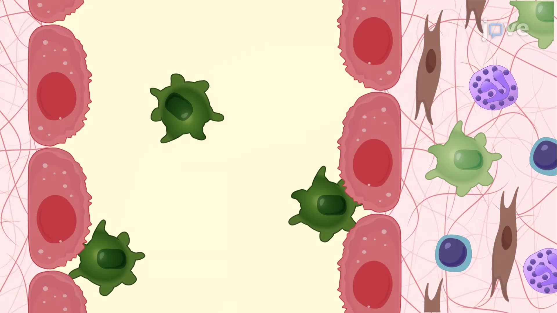 In Vivo Activation of Peritoneal Macrophages in Response to Antibodies in a Murine Model