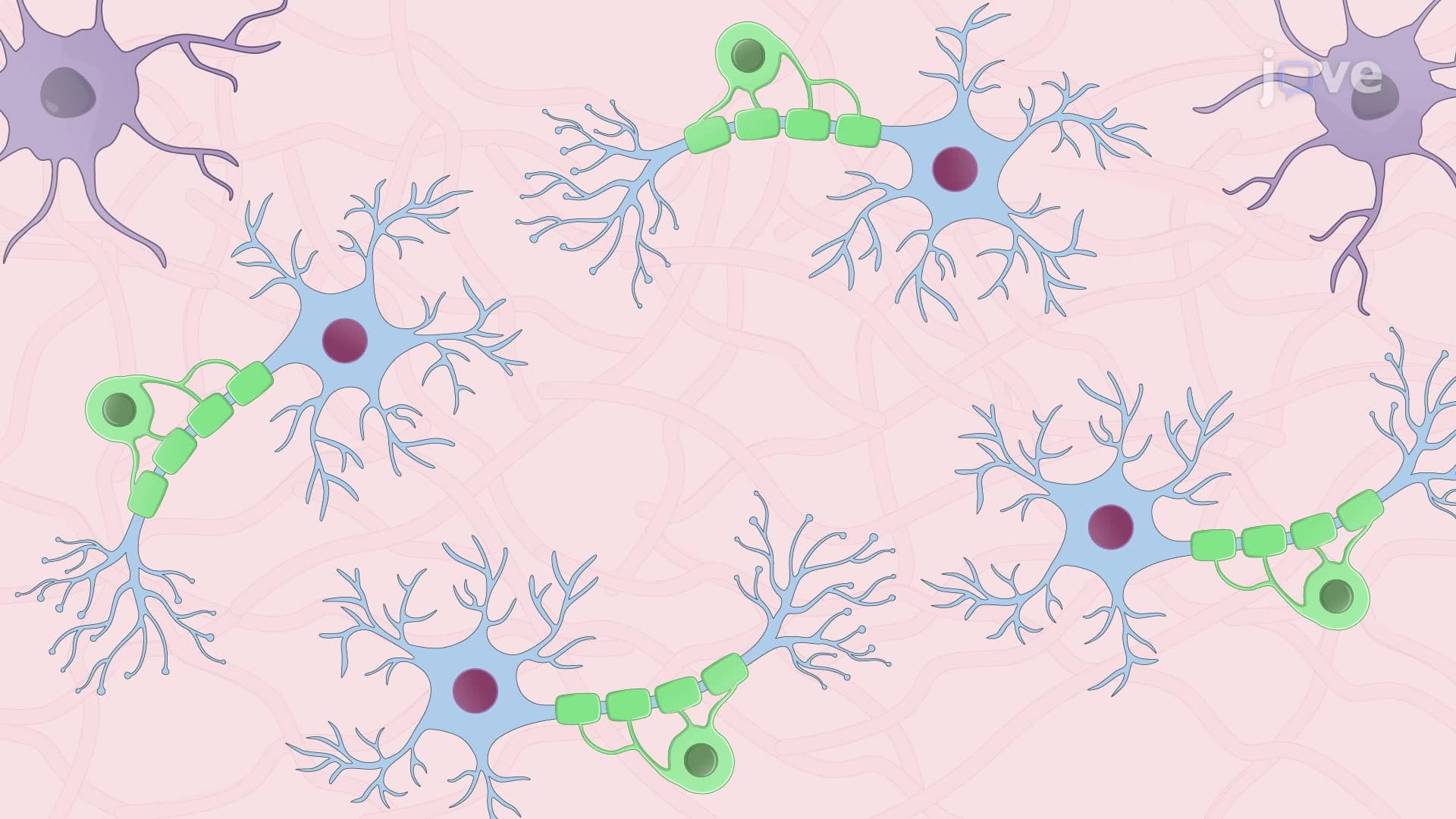 An Ex Vivo Technique to Induce Neuronal Death via Oligodendrocyte-Specific CD8+ T Cells