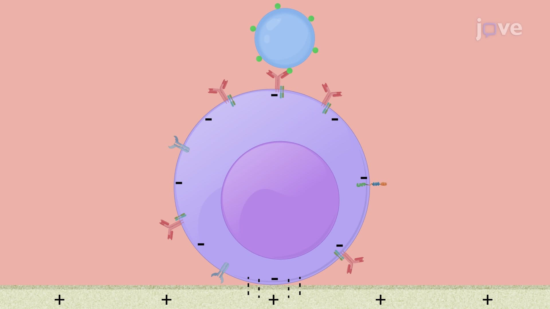 Organelle Dynamics in B Lymphocytes following Activation with Antigen-Coated Beads