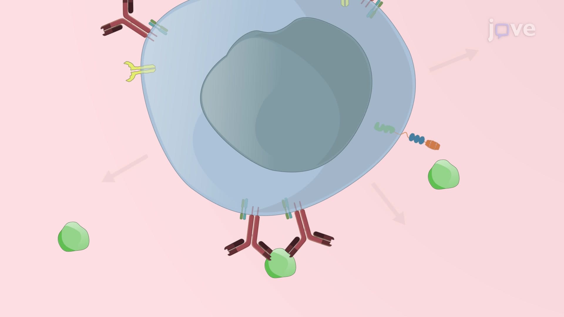 B Cell Activation on an Antigen-Coated Coverslip