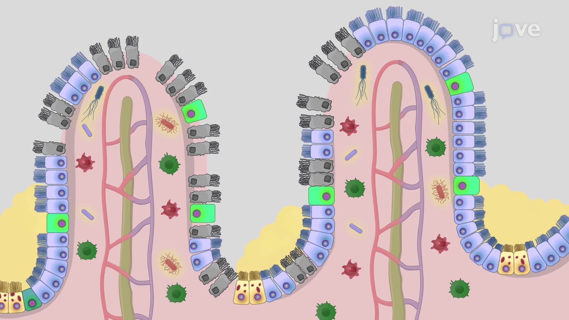 A Technique to Generate a Murine Model of Dextran Sulfate Sodium-Induced Colitis
