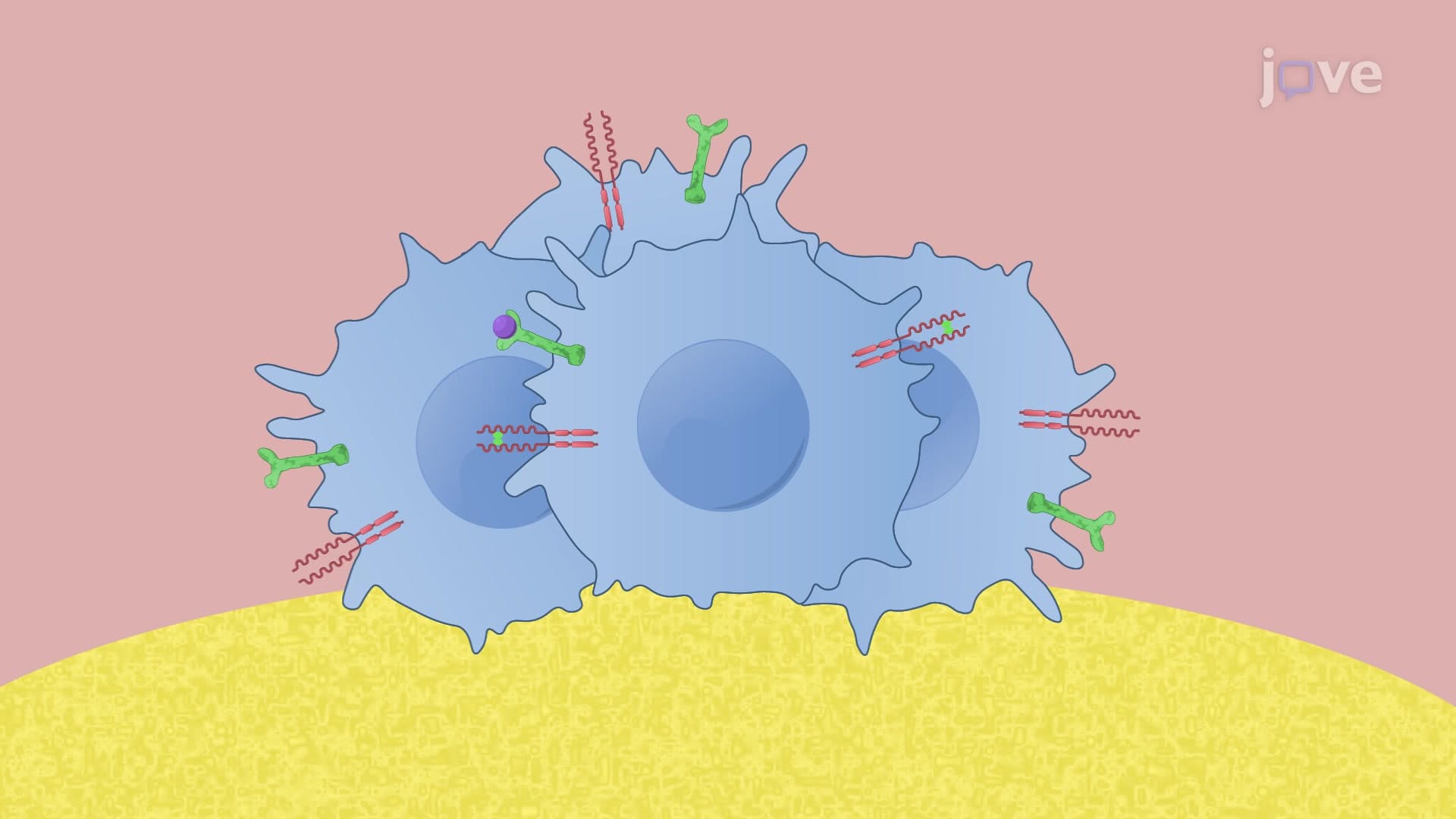 Effect of the Anti C-fms Antibody on Osteoclastogenesis in Mouse Bone Marrow Cells In Vitro