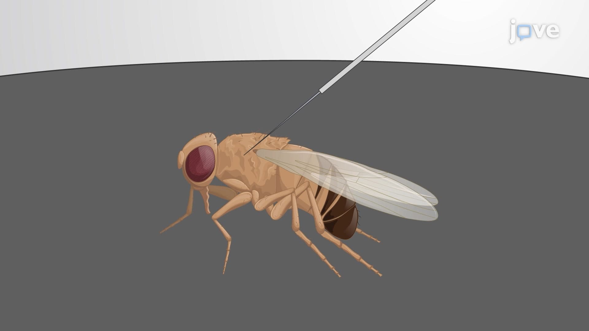 Intrathoracic Viral Nano-Injection to Study Host-Virus Interactions in Adult Flies