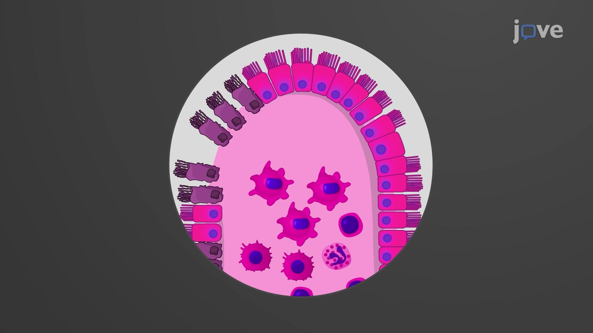 Hematoxylin and Eosin Staining to Assess Colon Damage in DSS-Induced Colitis