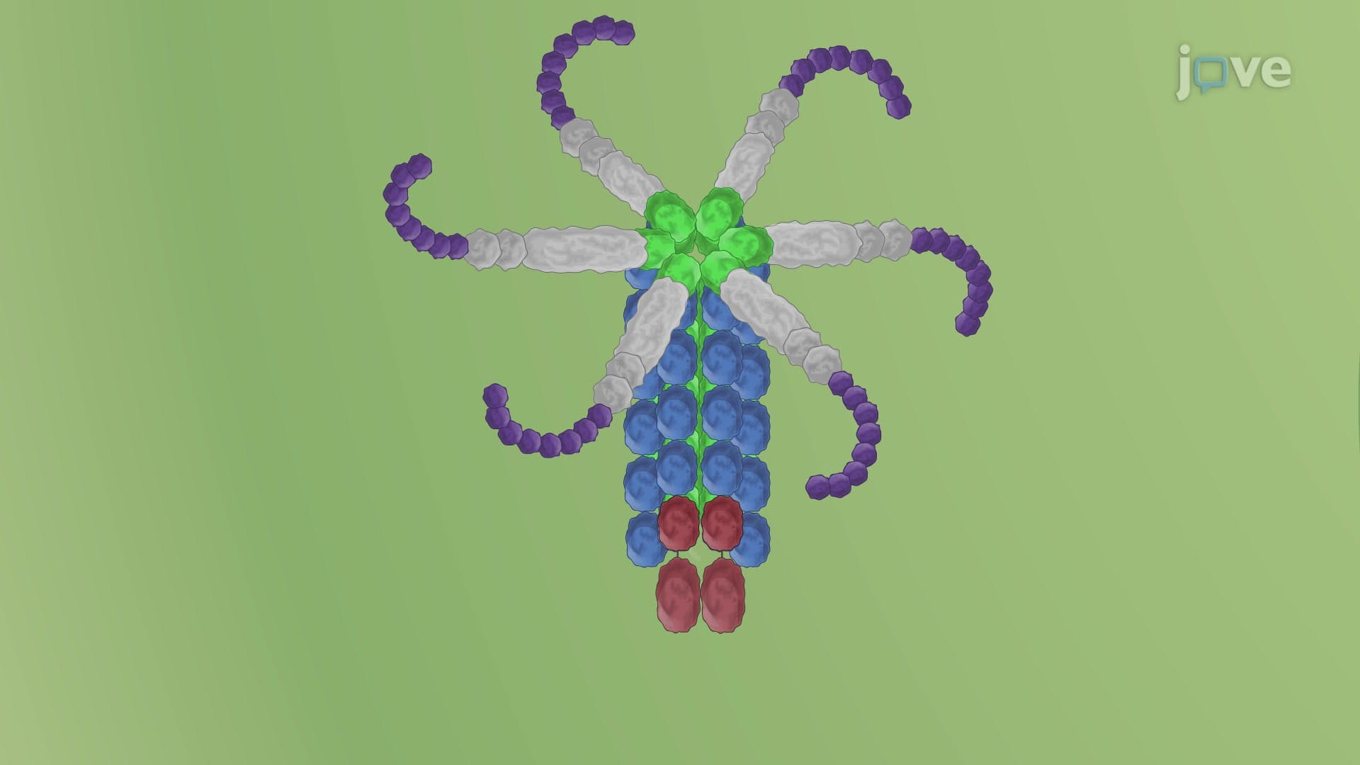 Visualization of Caspase Activation in Human Monocyte-Derived Macrophages