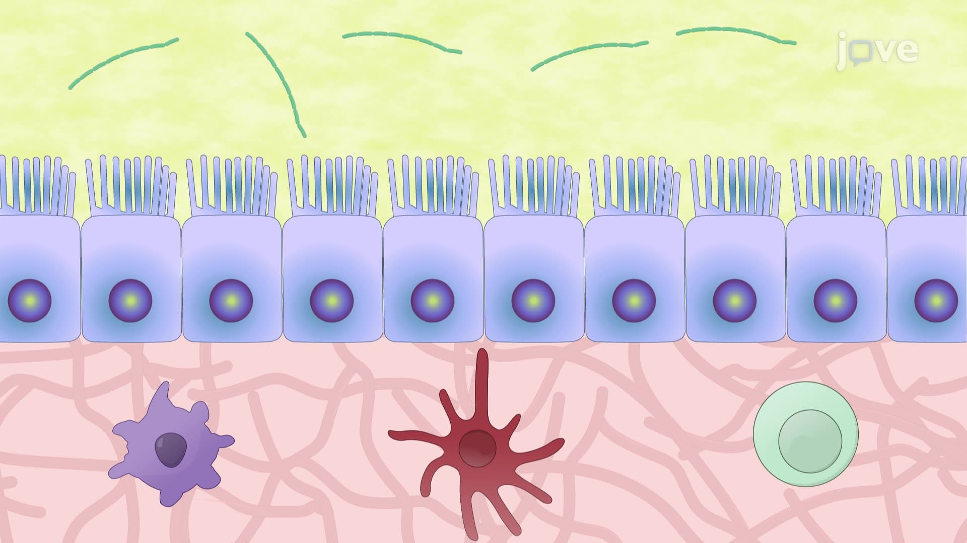 An Ex Vivo Gut Organ Culture System to Study Host-Microbiota Interactions