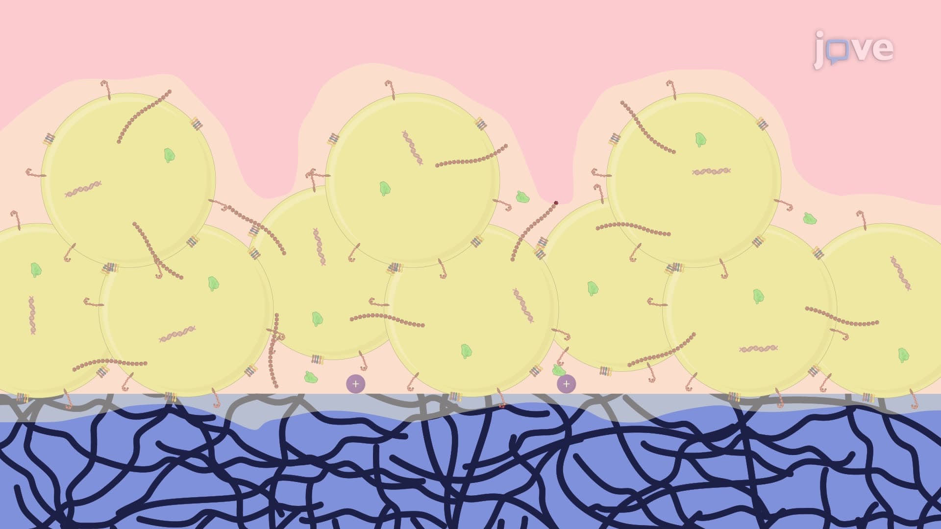 In Vitro Biofilm Synthesis by <em>Staphylococcus aureus</em>