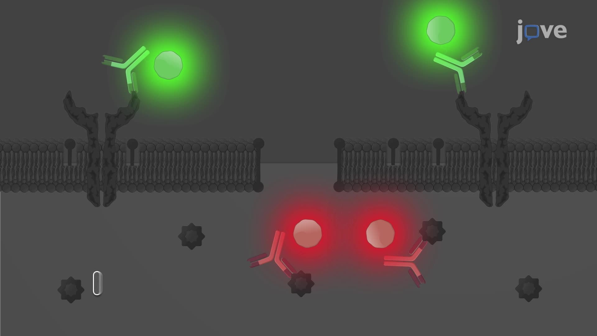 An In Vitro Technique to Stimulate Lymphocytes via Pathogenic Bacteria