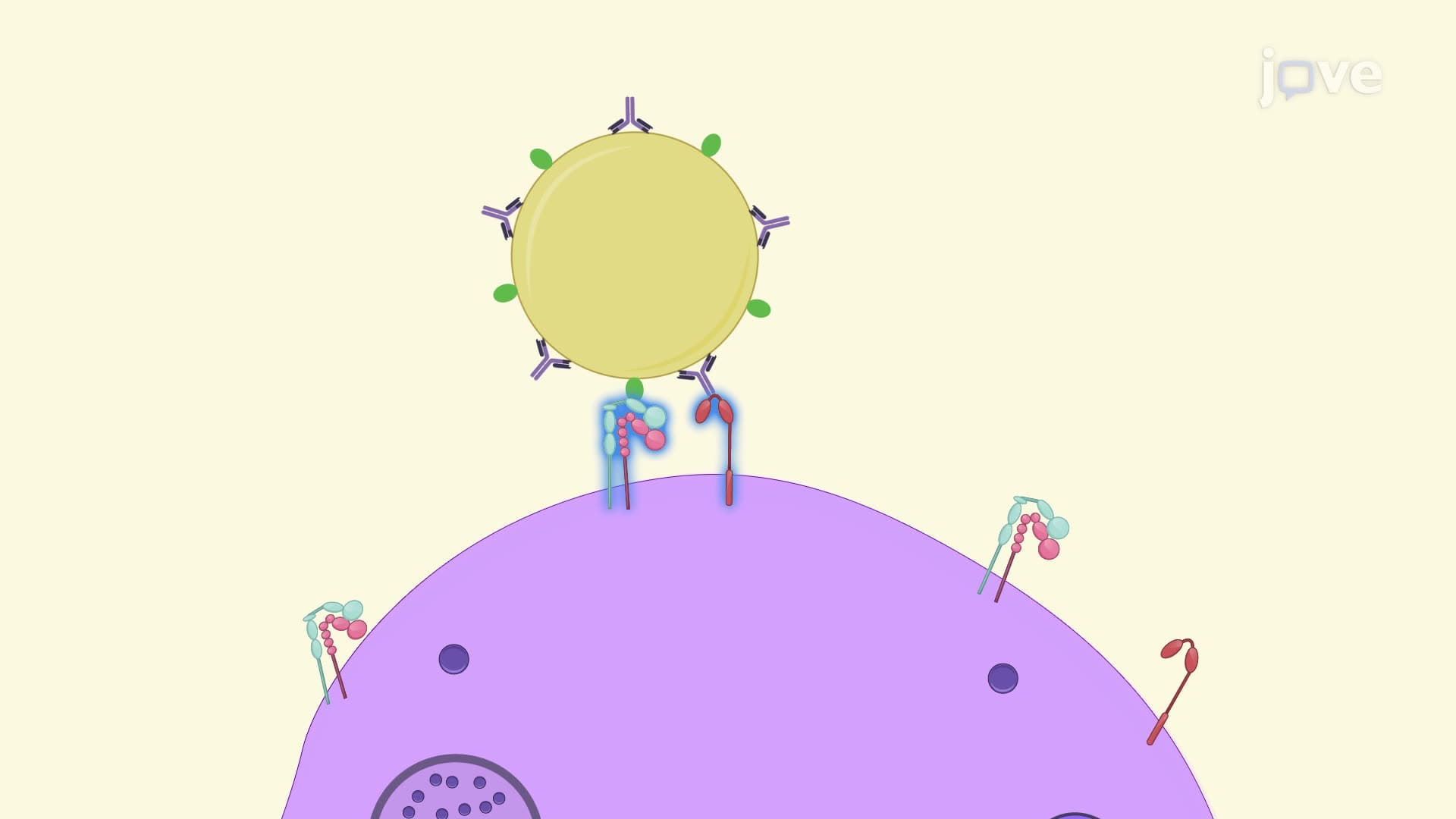 Determination of ROS Production by Neutrophils upon Interaction with Opsonized Biofilm