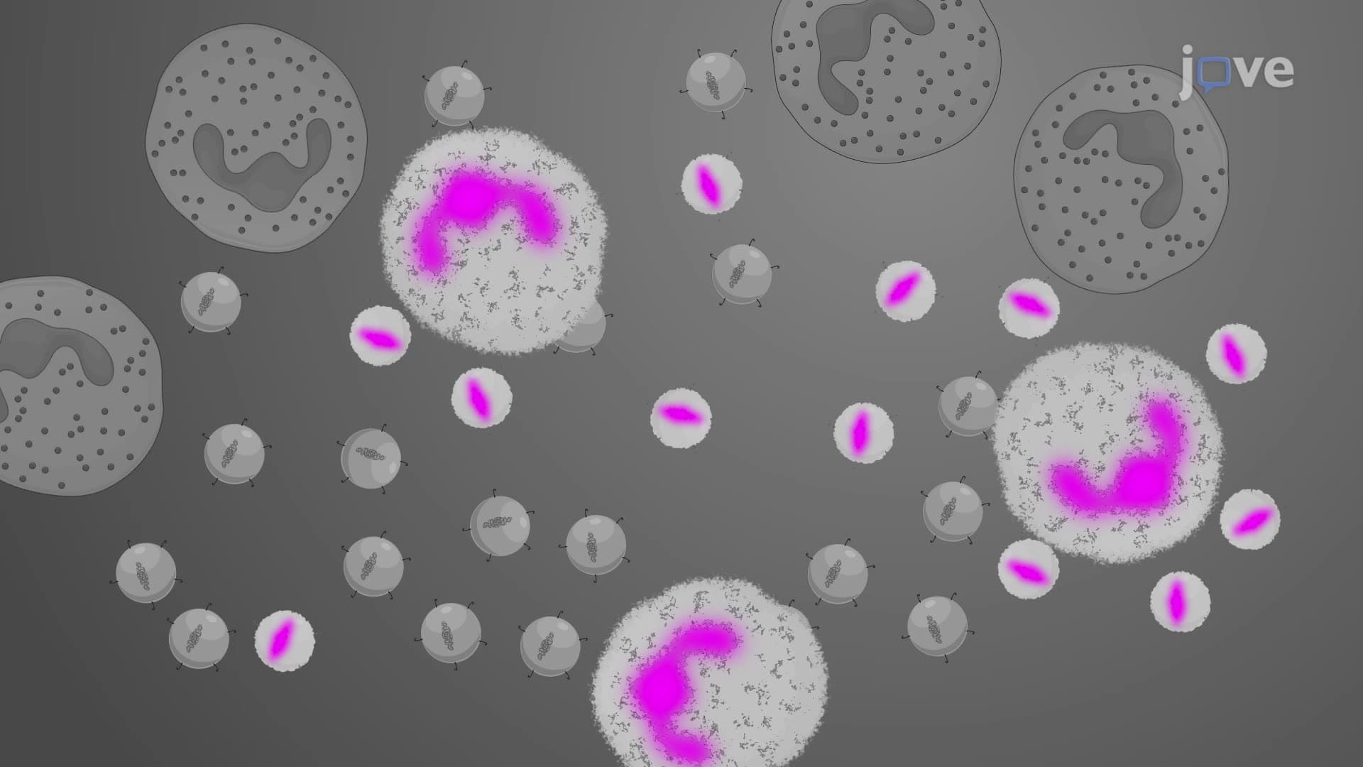 An In Vitro Assay to Study the Interaction between Neutrophils and Biofilm