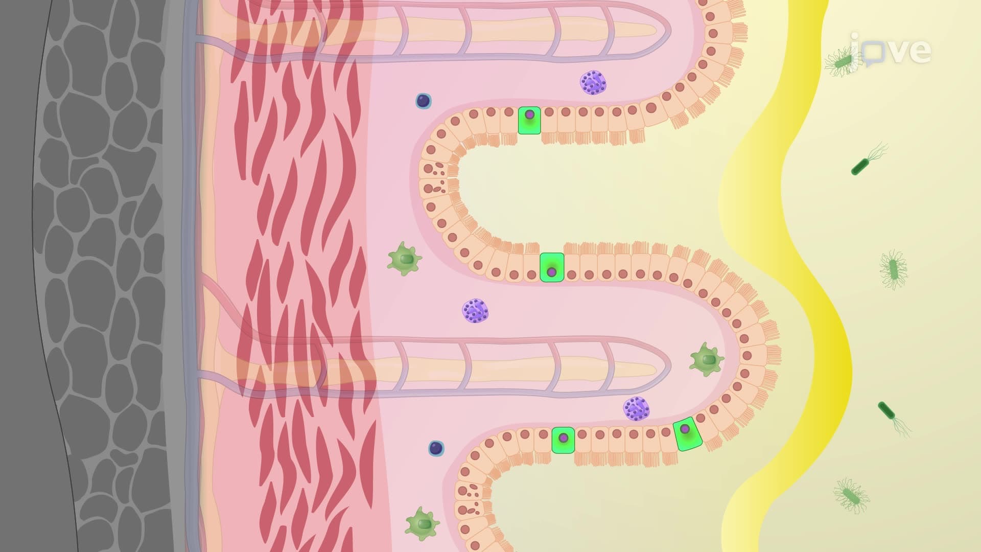 Assessment of Chemical-Induced Colitis via Immunohistochemical Analysis of Colon Tissue Sections
