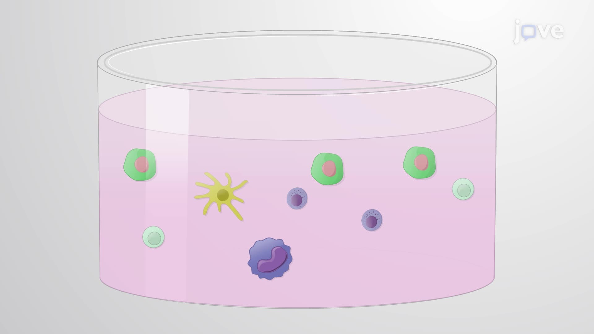 Killing K562 Cells by Peripheral Blood Mononuclear Cells Exposed to Tobacco Product Preparations