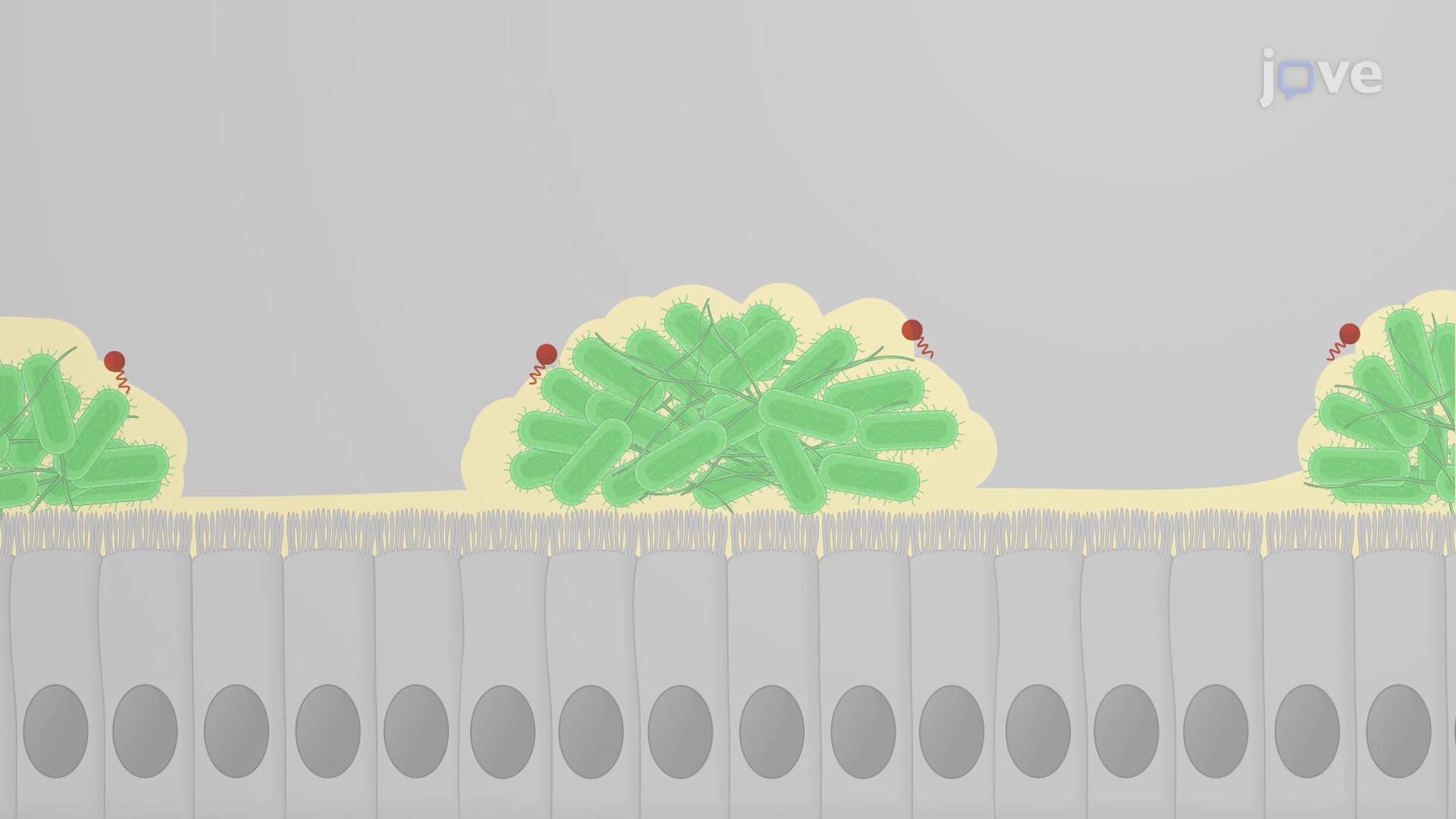An In Vitro Technique to Study Antimicrobial Treatments on Bacterial Aggregates