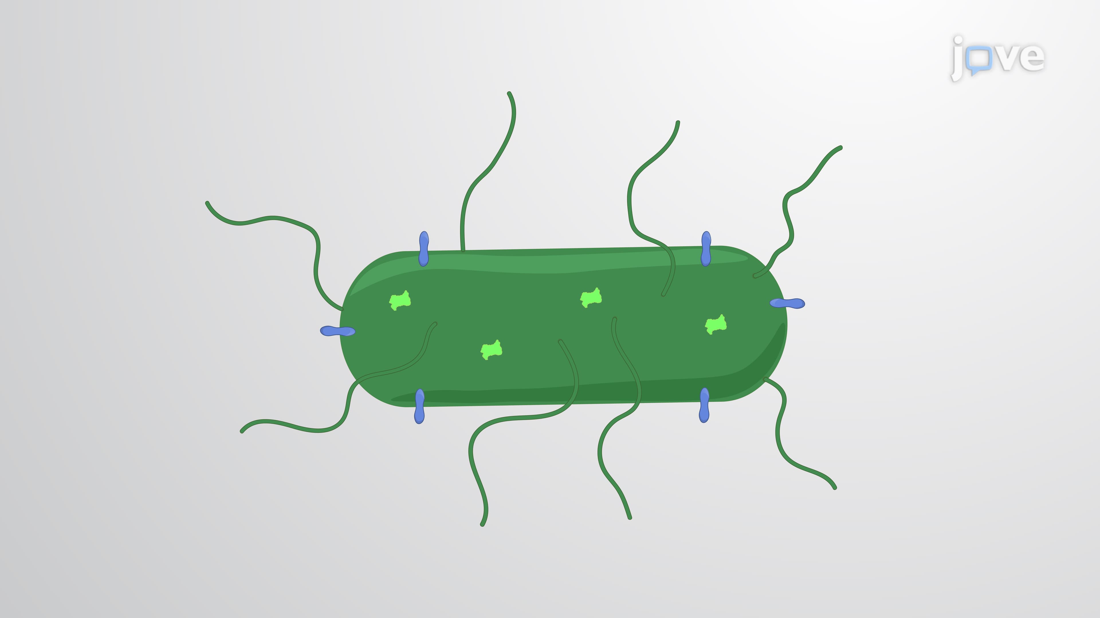 Flow Cytometry Analysis of Intracellular and Emergent Extracellular Listeria monocytogenes In Vitro