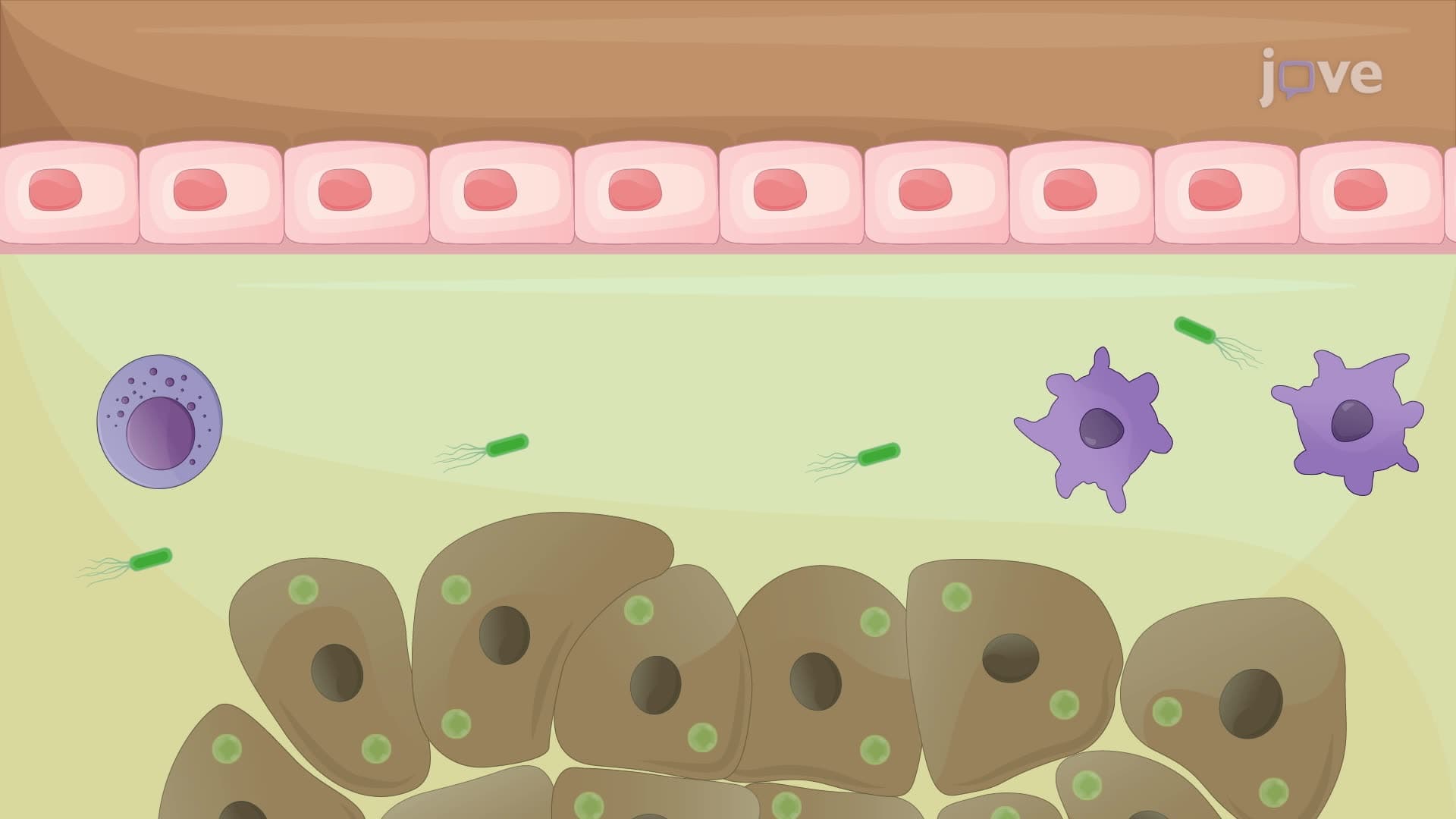 Infecting Flies with Bacterial Suspension Using a Nanoinjector