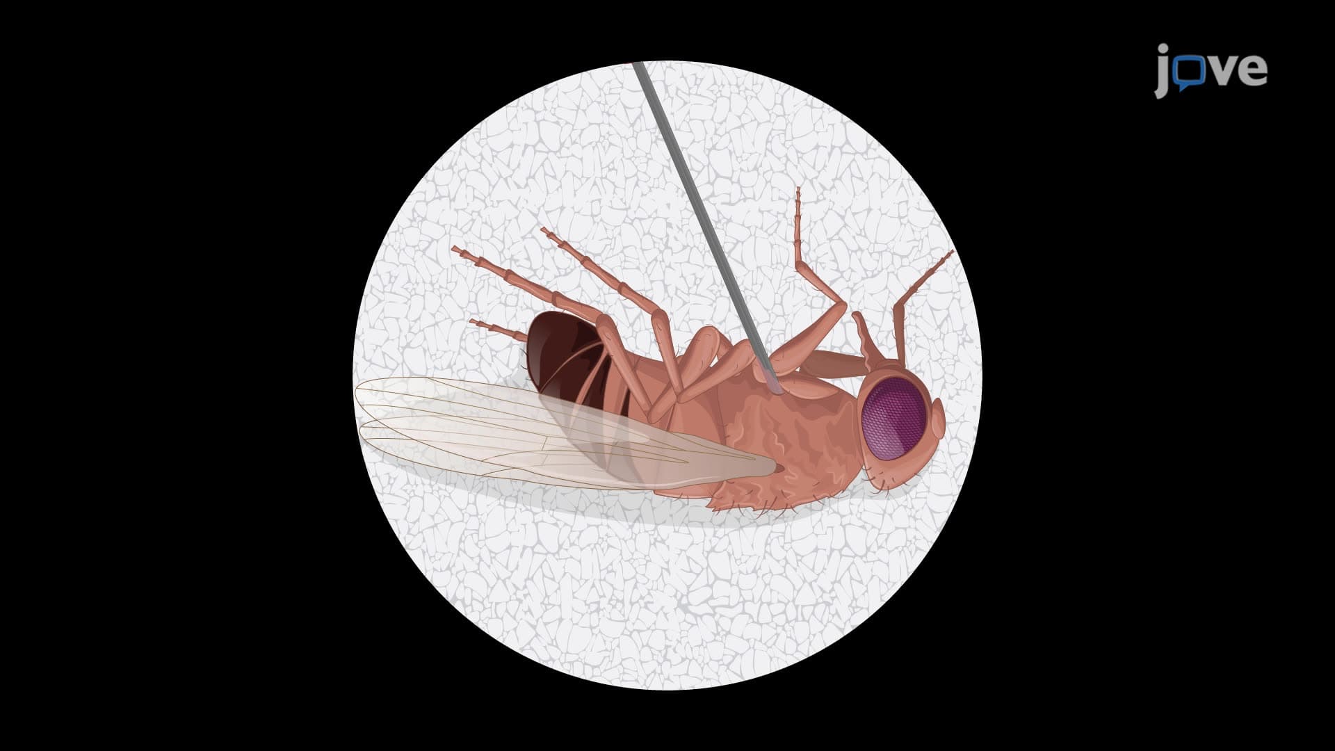 A Septic Pinprick Technique to Introduce Systemic Bacterial Infection in Flies
