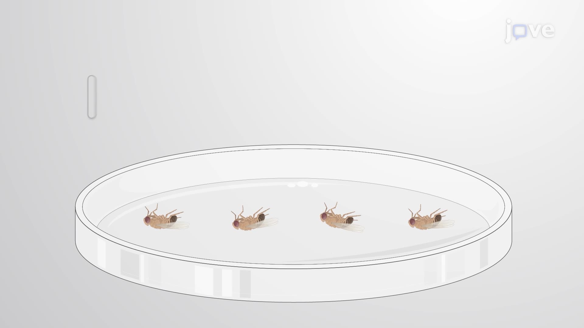 Measuring E. coli Bacterial Load in Drosophila melanogaster following E. coli Infection