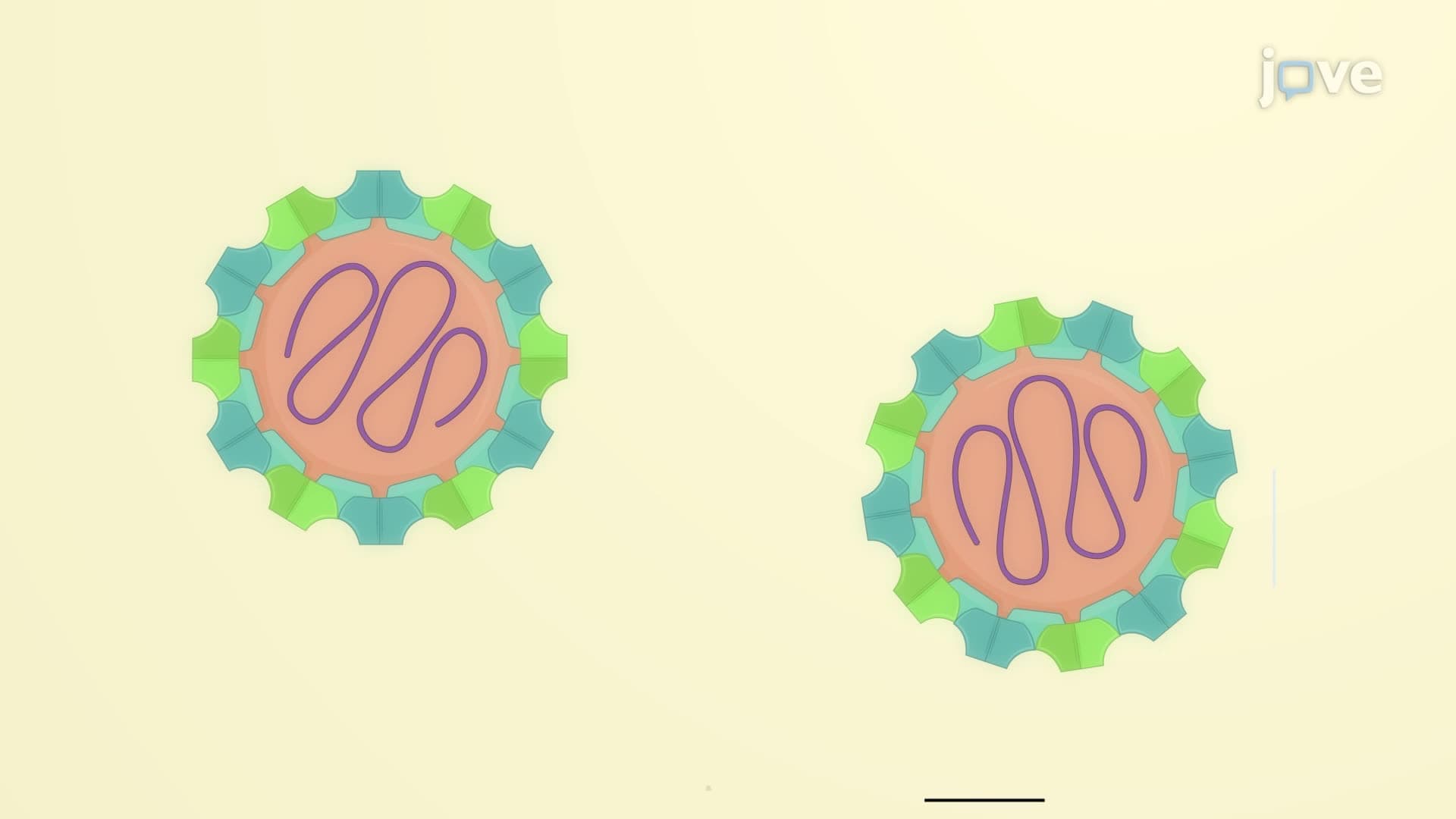 Assay to Determine the Virus Infectious Dose of Drosophila C Virus in Cultured Insect Cells