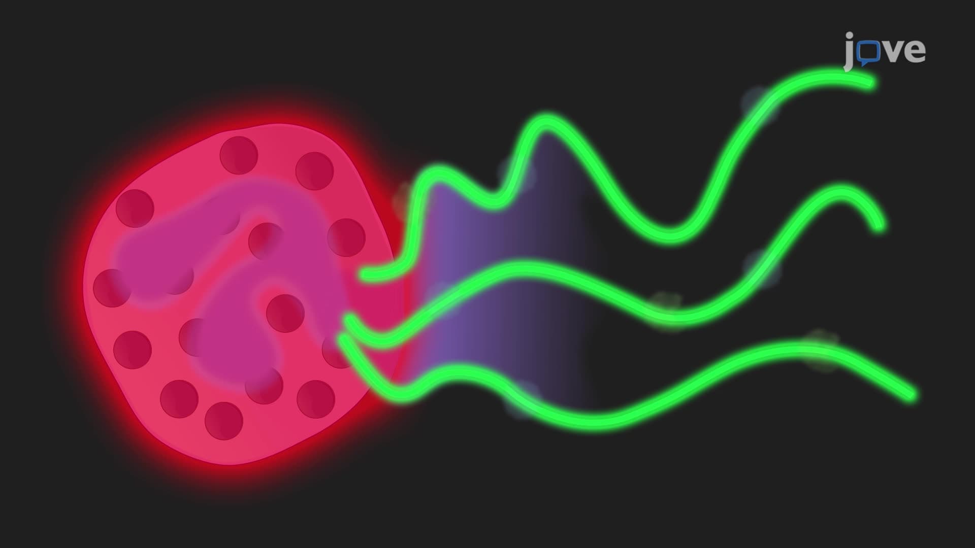 Induction and Visualization of Neutrophil Extracellular Traps in Pre-Labeled Neutrophils