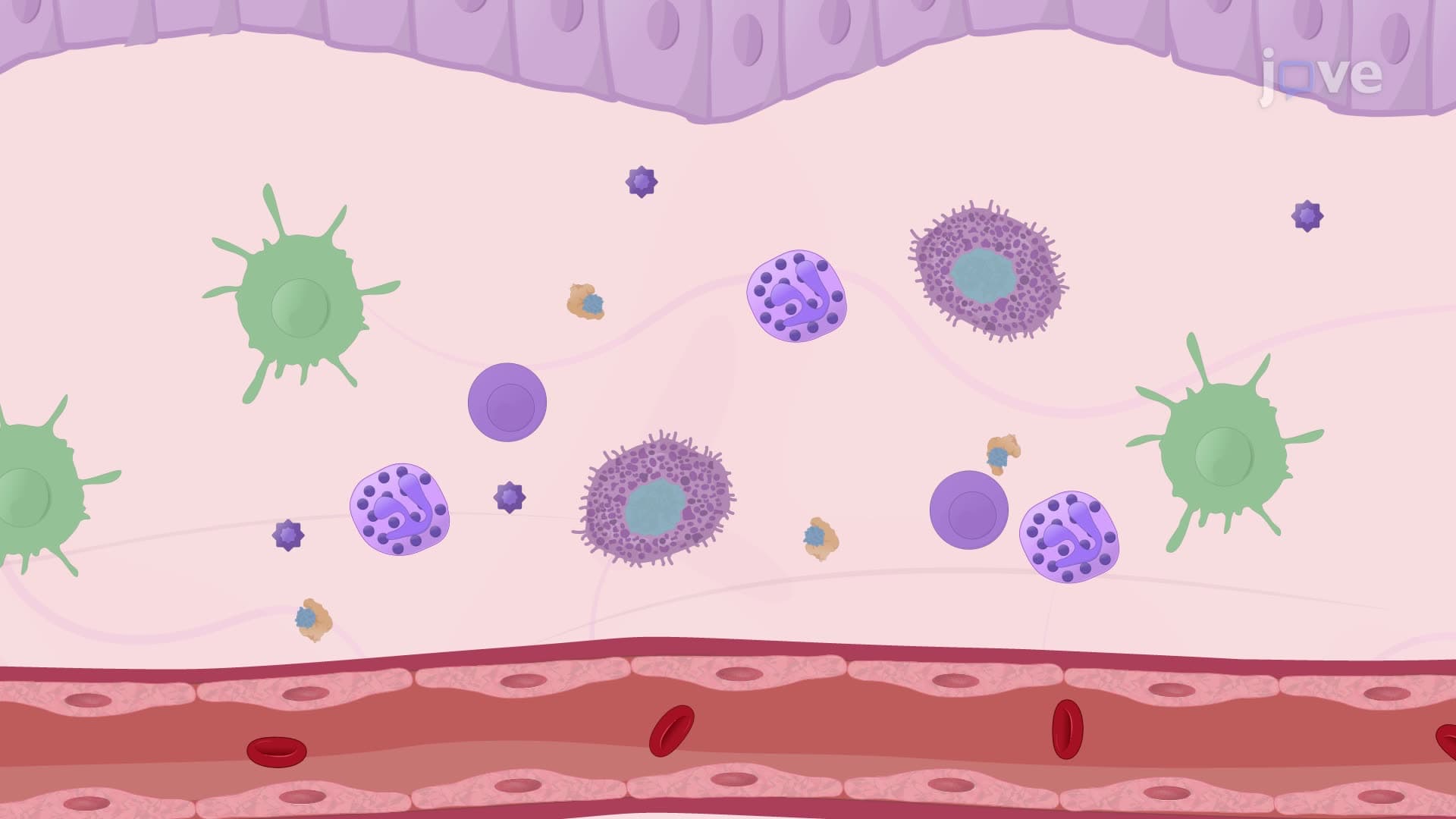 A Technique to Assess the Immune Response against an Antigen by Inducing Skin Inflammation