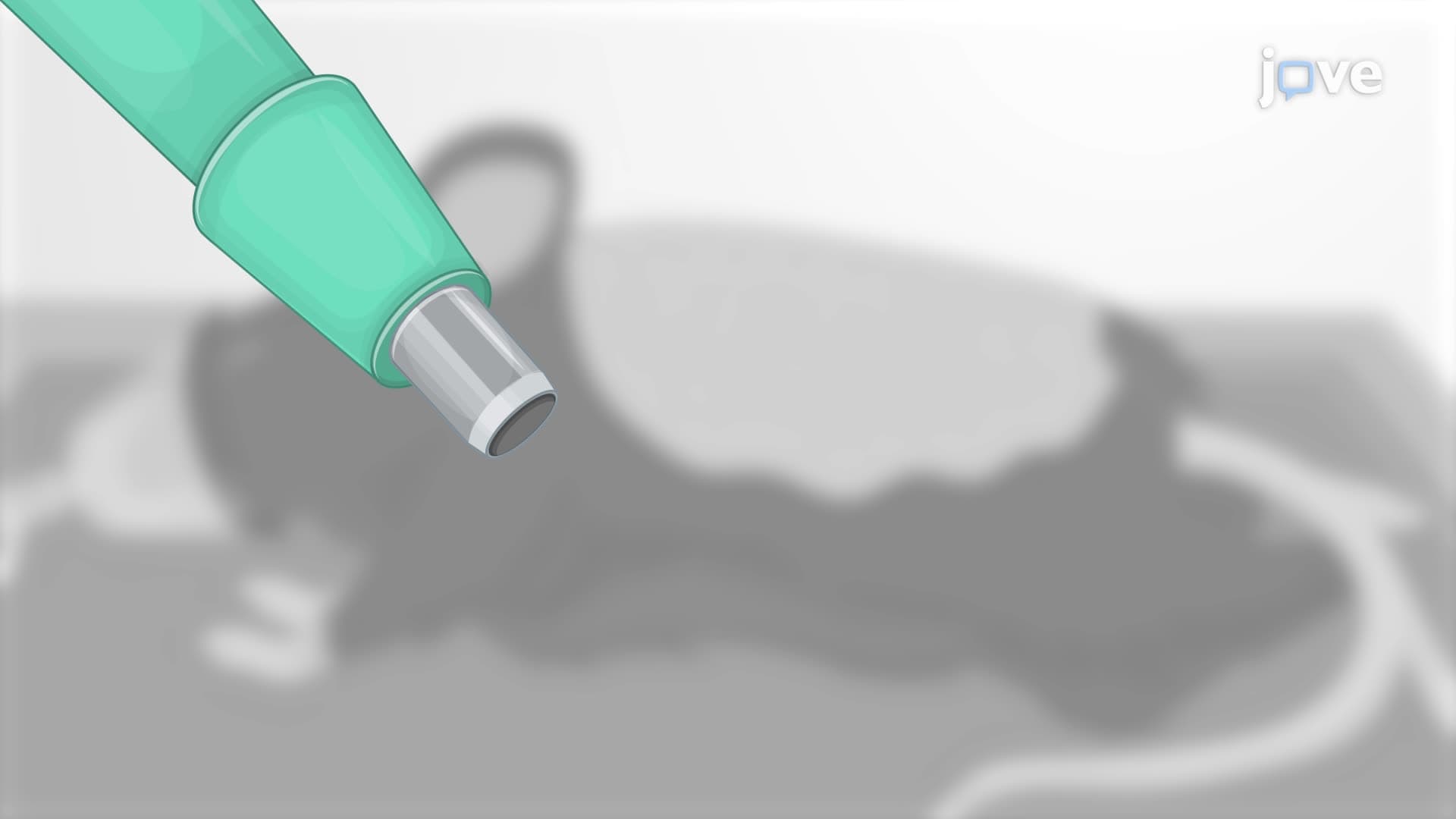 Generating an Excisional Skin Wound in a Mouse Model via Punch Biopsy