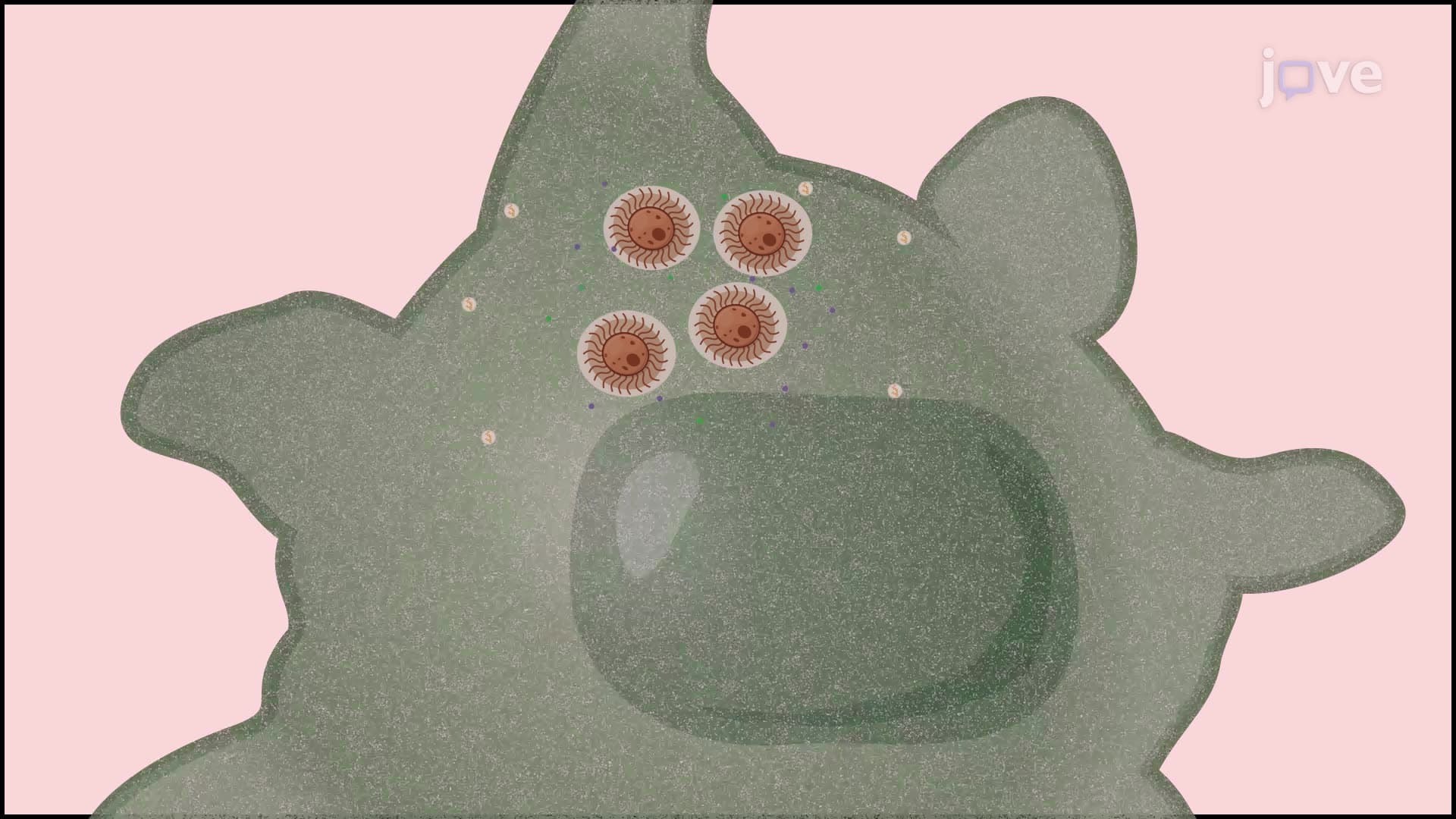 A Lactate Dehydrogenase Release Assay to Detect Cryptococcus neoformans Infection in Macrophages