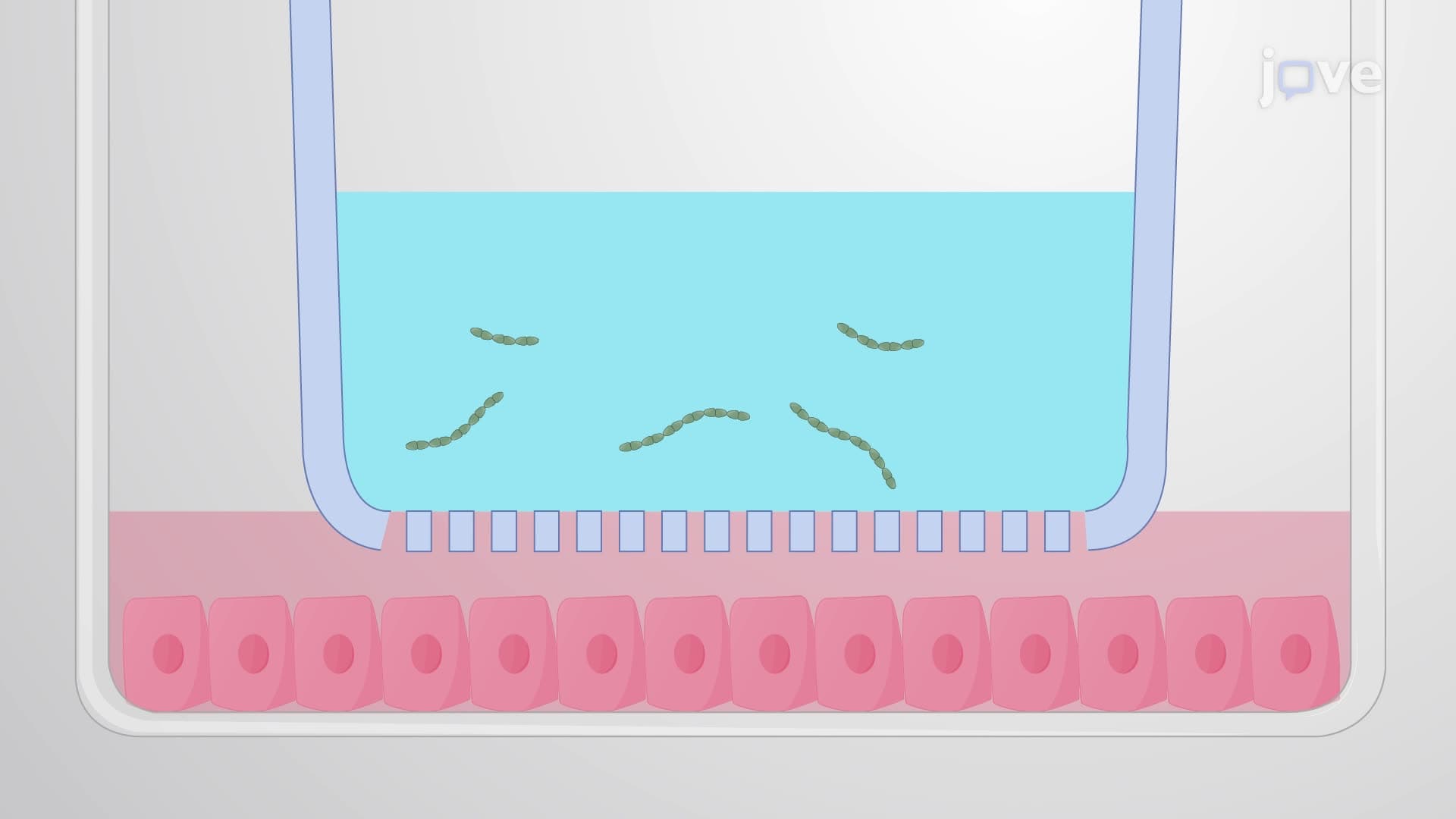 A Permeable Membrane Insert-Based Infection System to Study the Impact of Bacterial Toxins