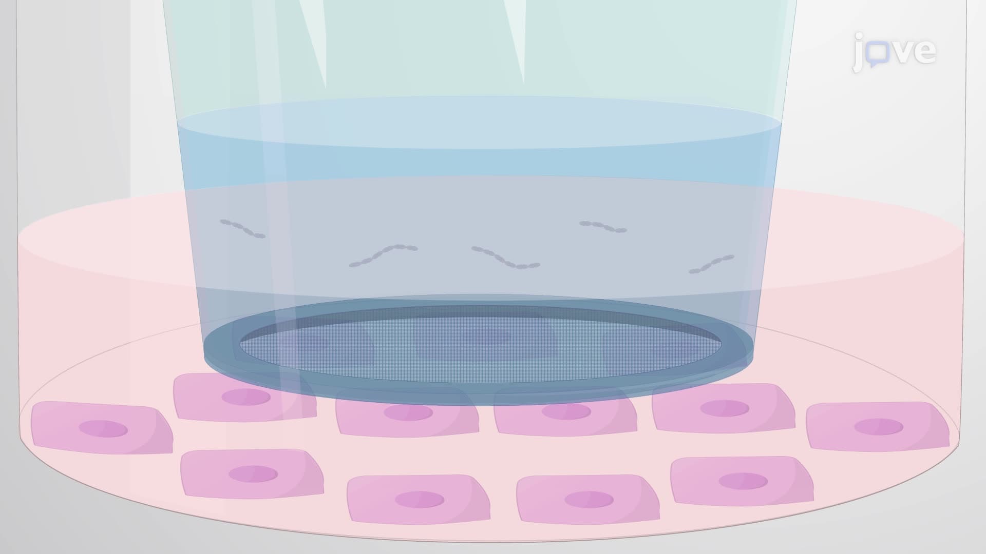 Extracting Host Cell Lysate from Infected Host Cells Cultured in a Permeable Membrane System