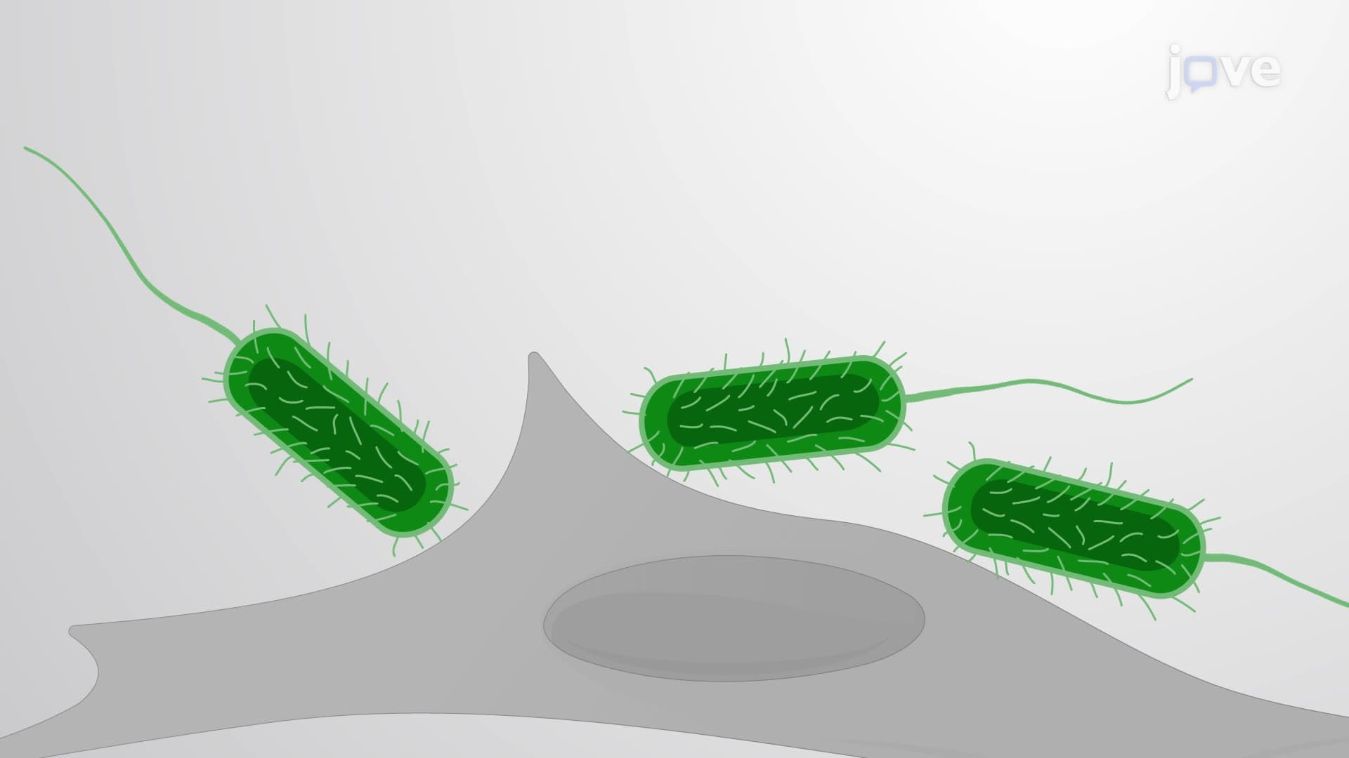 Detection of Bacterial Adherence to Host Cells Using Fluorescence Imaging