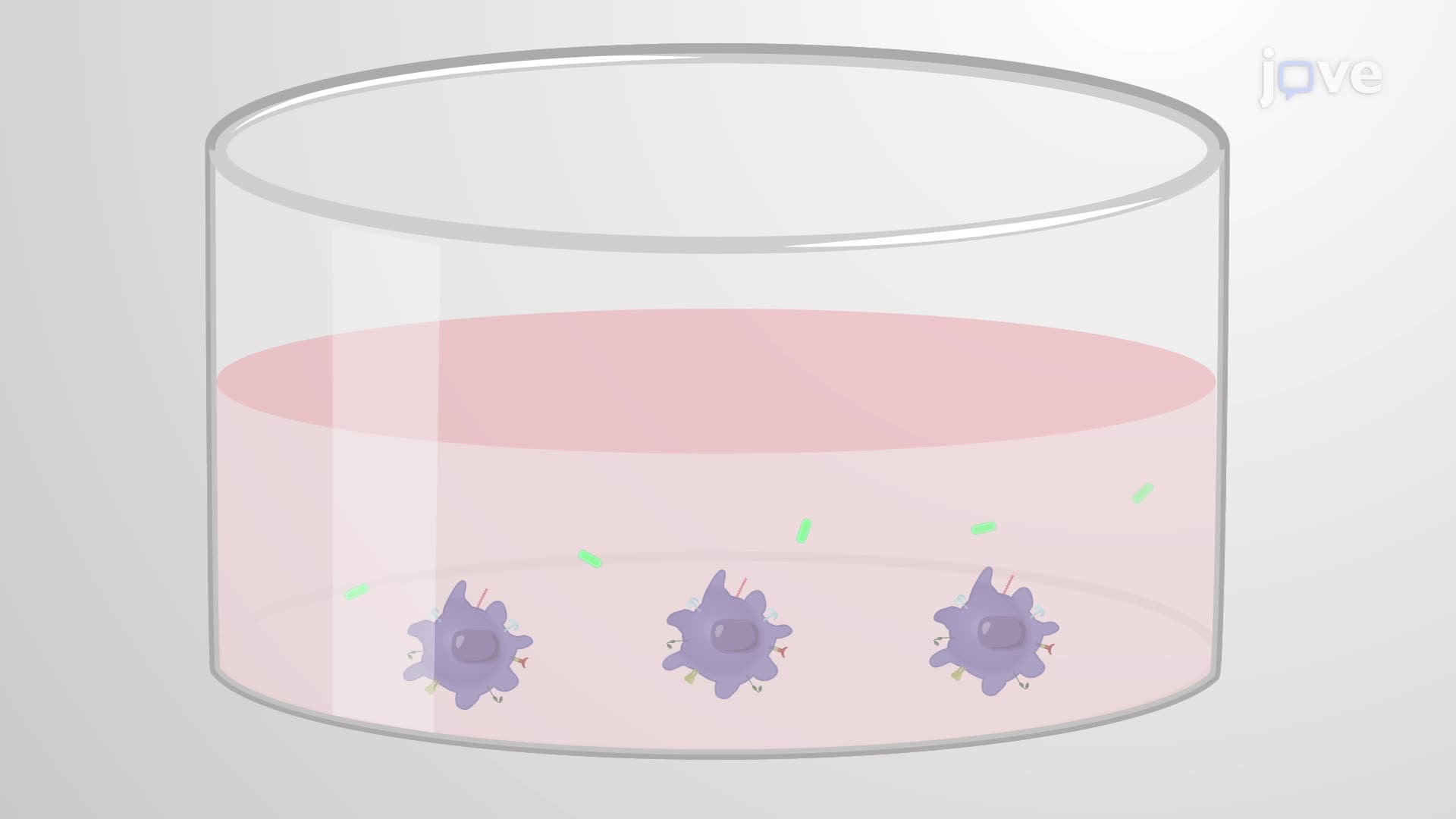 A Fully Differentiated Macrophage Infection Model of Monocyte-Derived Cells with Mycobacterium tuberculosis