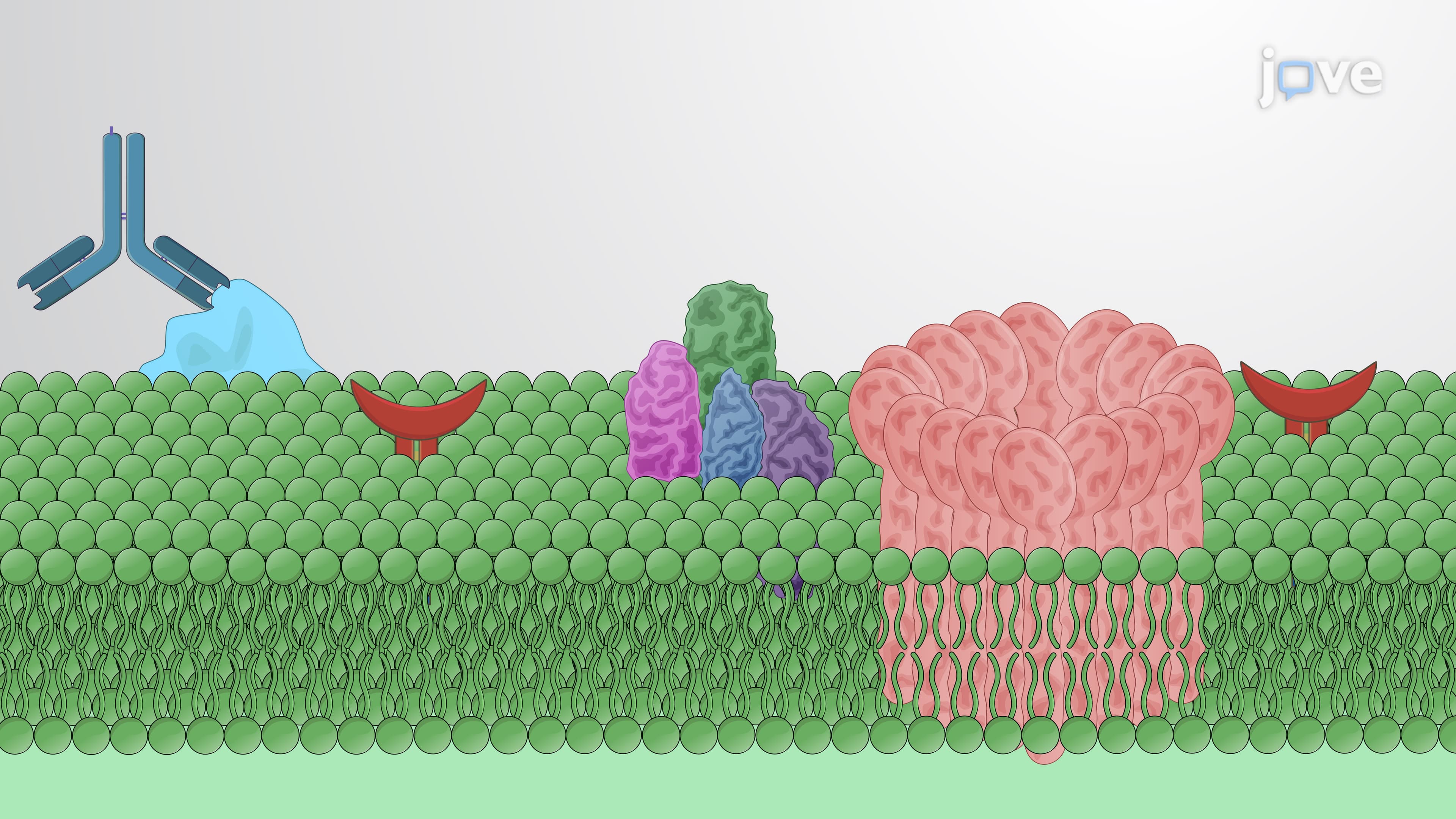 Determining the Role of Vitronectin in Bacterial Resistance to Bactericidal Activity of Human Serum