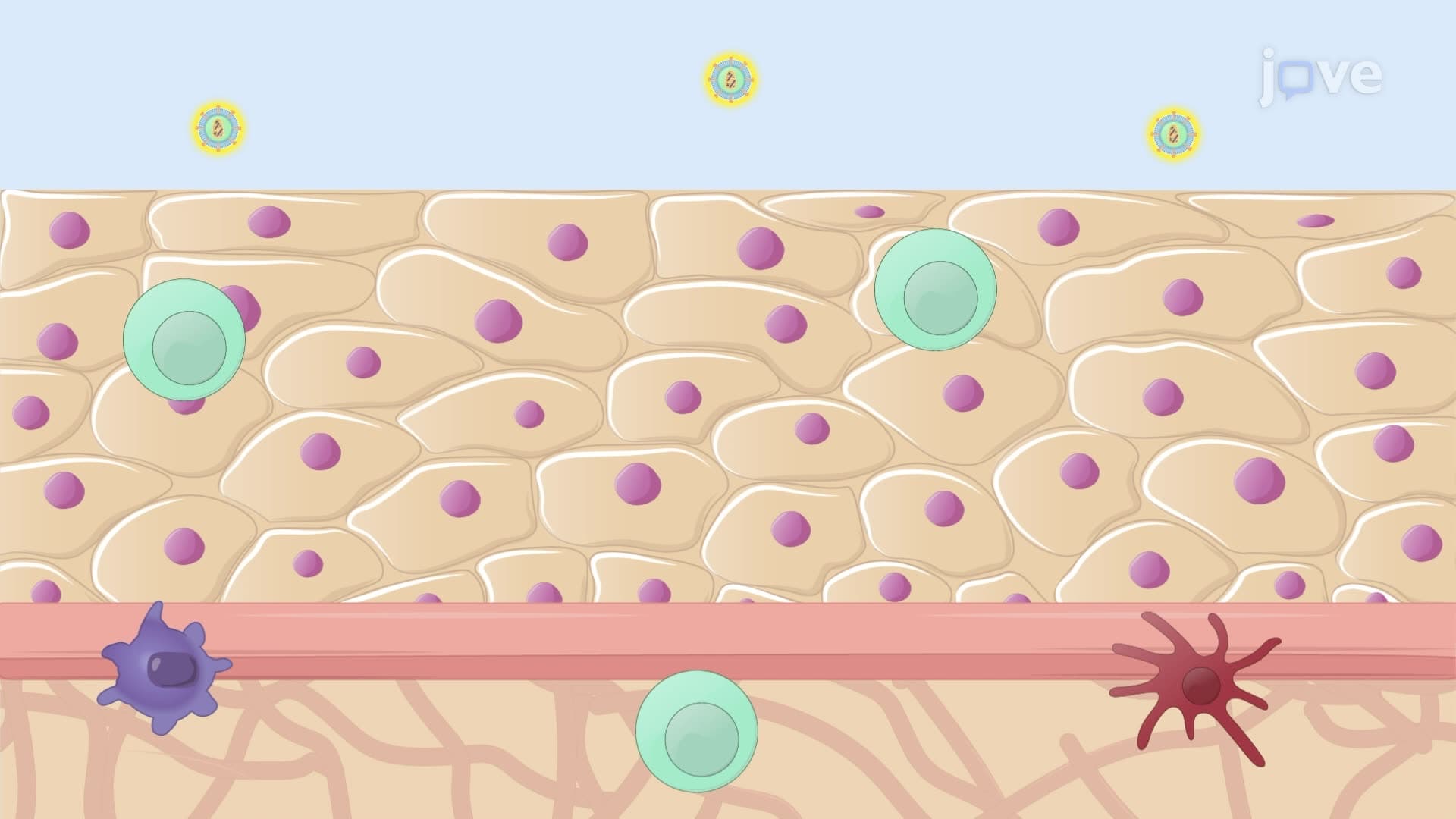 A Human Cervical Mucosa Infection Model to Study HIV Pathogenesis in Ex Vivo Conditions