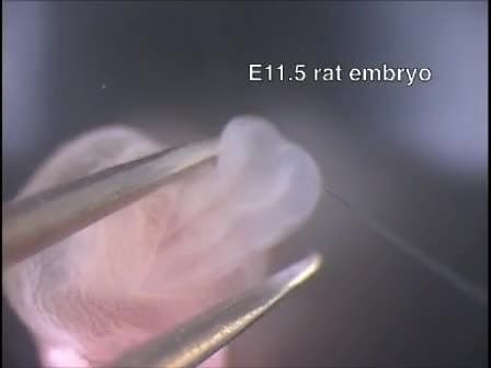 The Method of Rodent Whole Embryo Culture using the Rotator-type Bottle Culture System