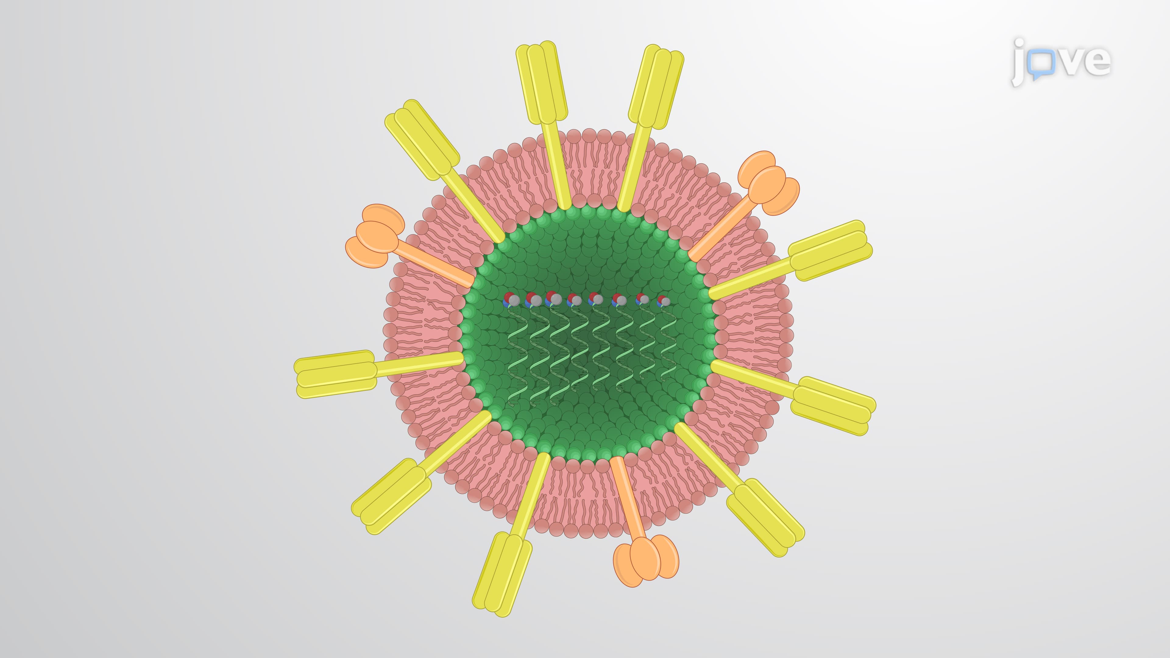 A Technique for the Generation of Influenza Virus-Like Particles via a Mammalian System