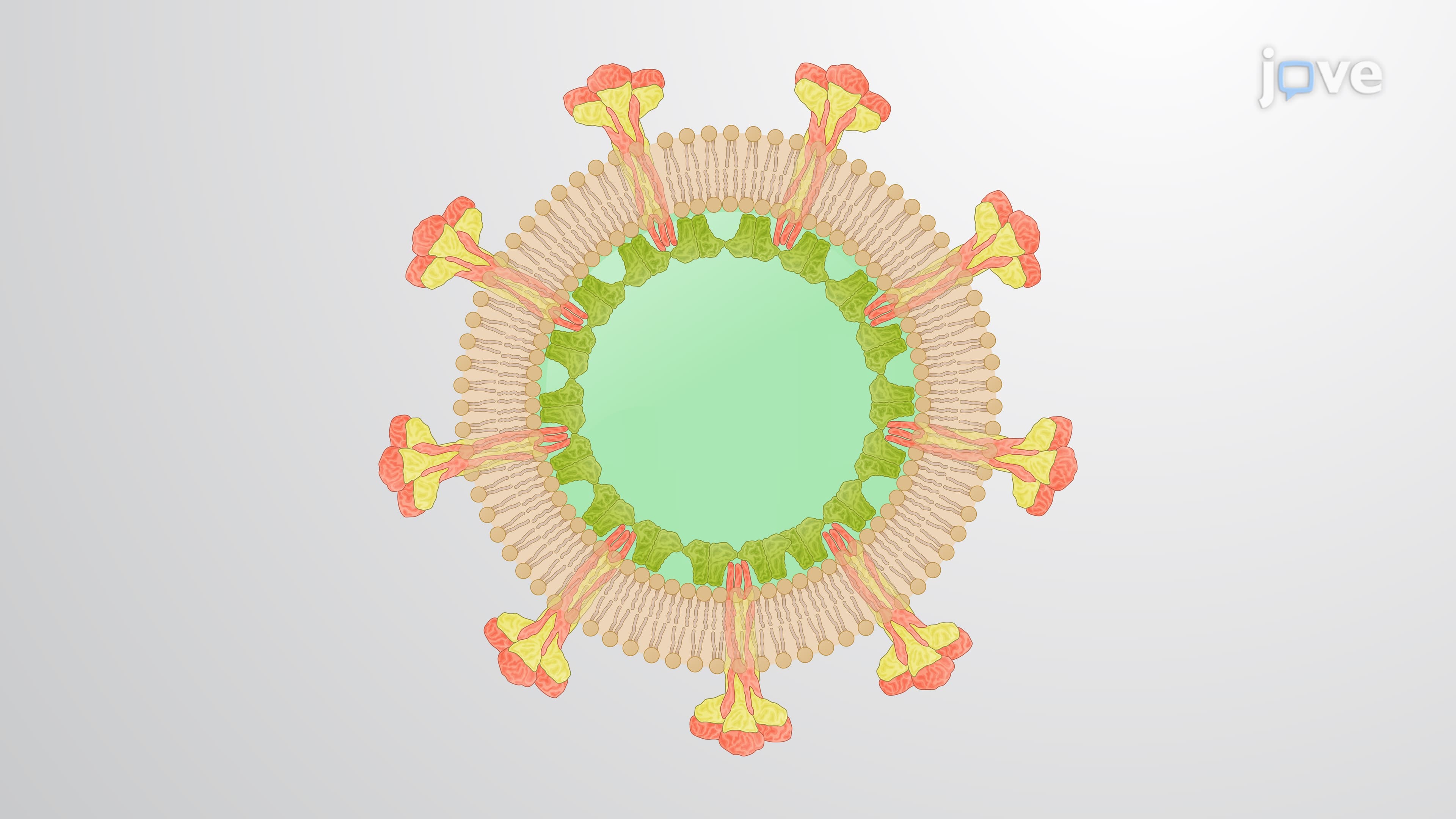Generation of Chikungunya Virus-Like Particles Using Baculovirus Expression System in Insect Cells