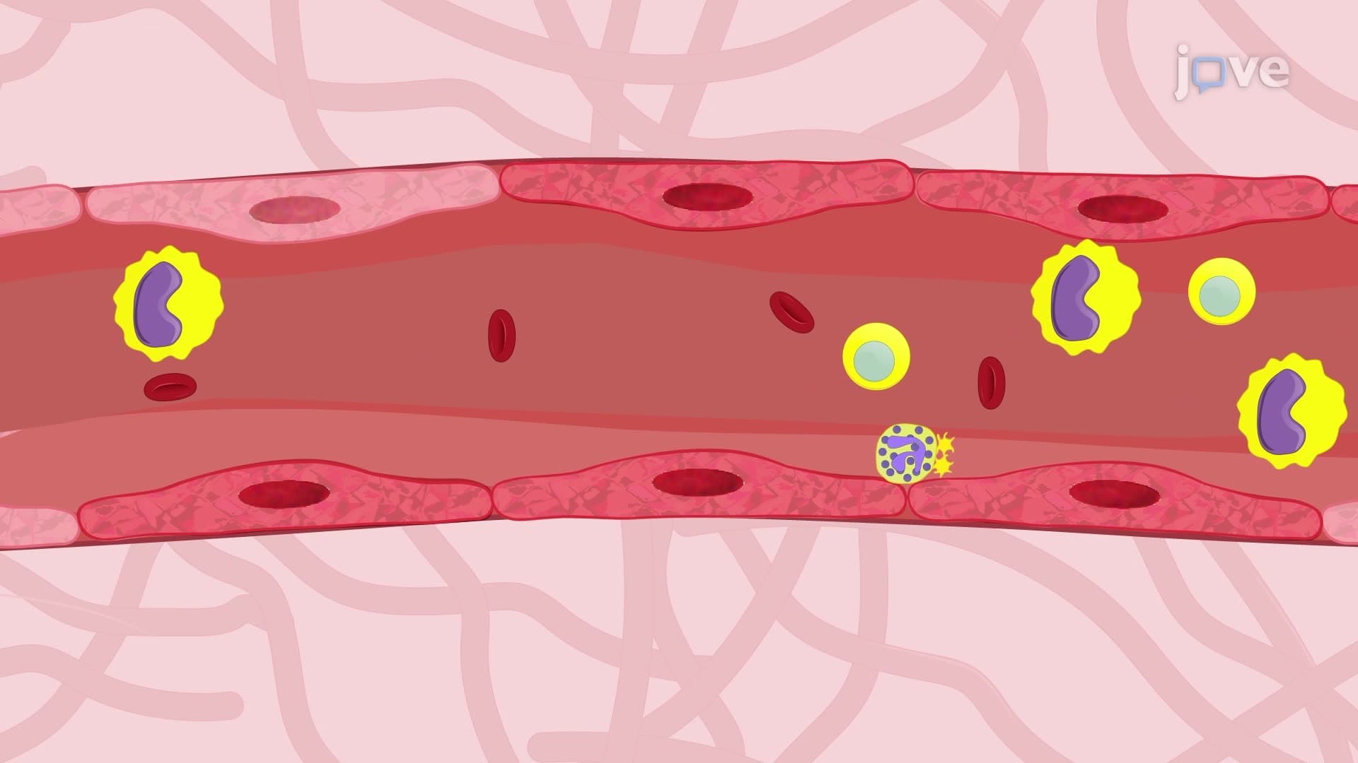 Intravital Microscopy to Analyze Blood Cell-Endothelial Interactions in an Inflammation Mouse Model