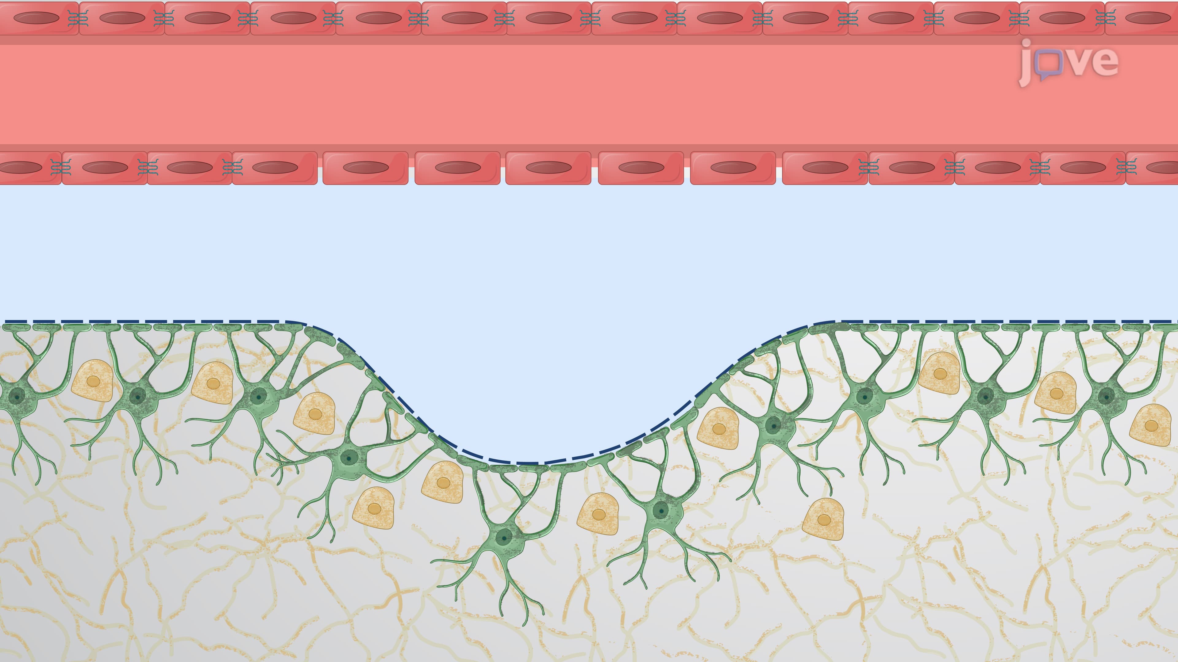 A Murine Model of Primed Mycobacterial Uveitis to Study Post-Infectious Uveitis