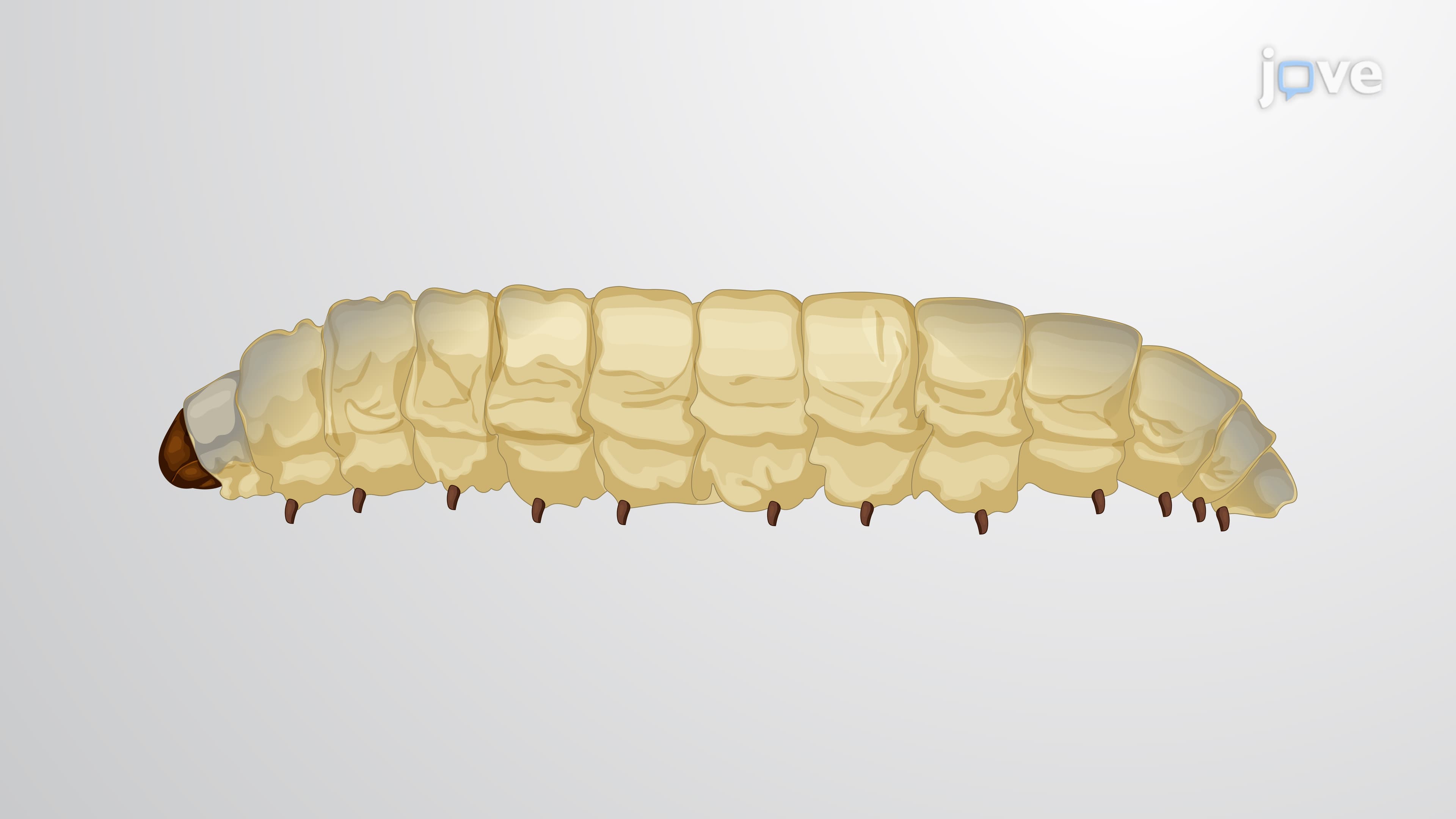 Measurement of the In Vivo Burden of Bacteria Expressing Luciferase in an Insect Larva