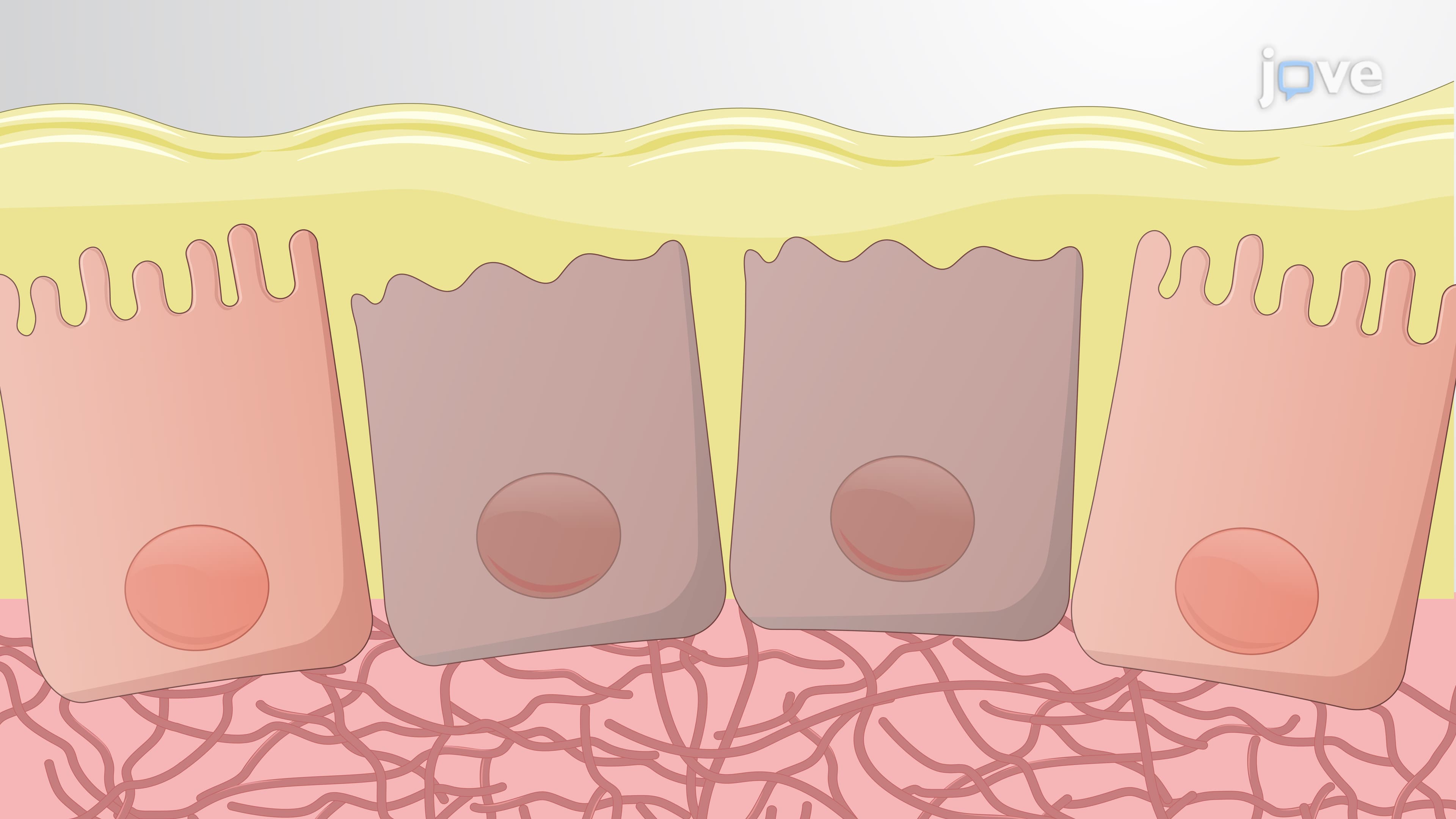 An Intragastric Gavage Technique for Controlled Helicobacter Infection in Mice
