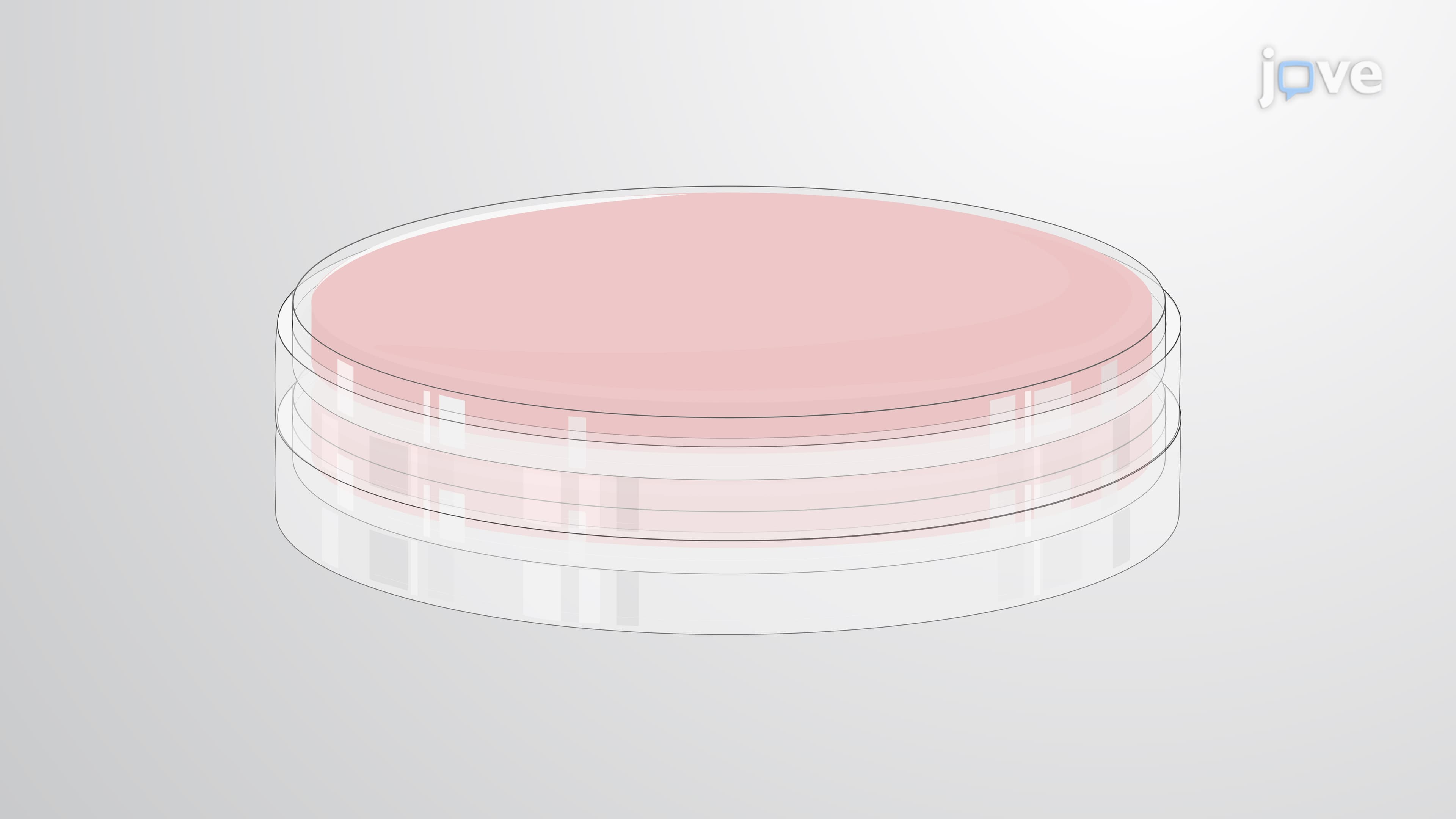 Quantification of <em>Helicobacter pylori</em> Load in an Infected Mouse Stomach