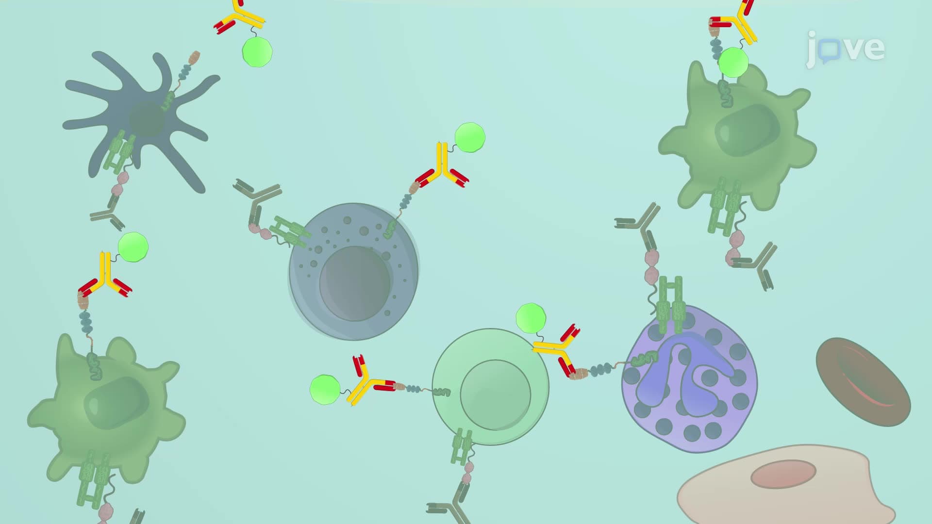 Quantifying Immune Cell Infiltration in Uropathogenic E. coli-Infected Mouse Bladder Tissue using Flow Cytometry