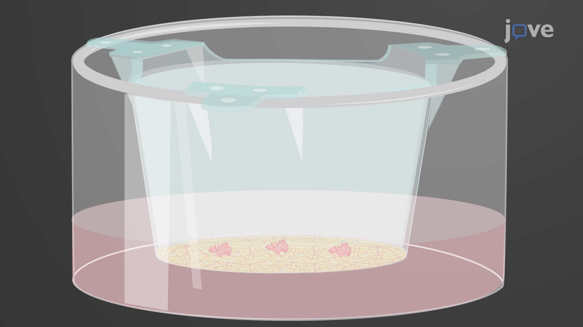 A Technique to Establish a Bacterial Infection Model in an Ex Vivo Organ Culture
